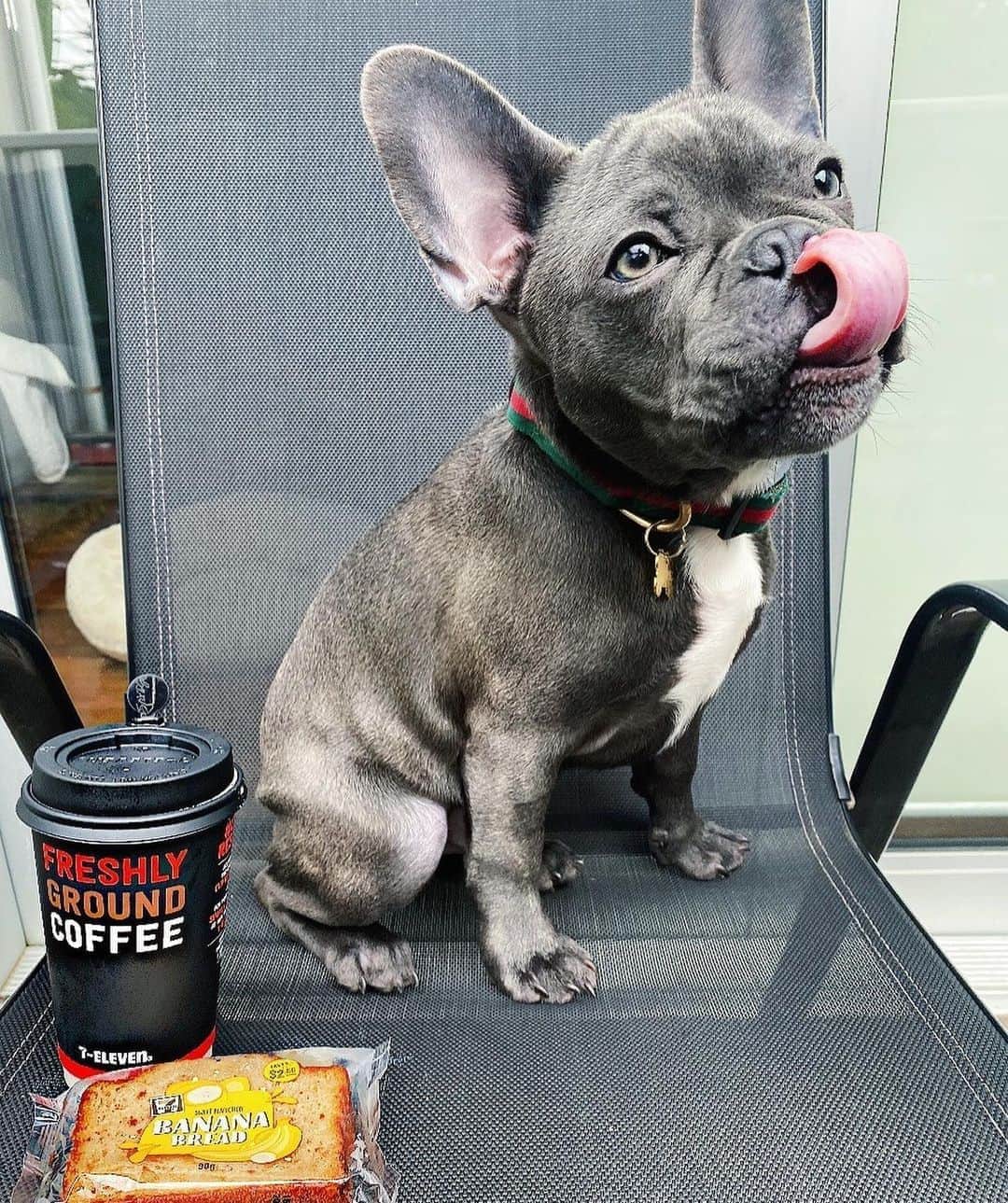 7-Eleven Australiaさんのインスタグラム写真 - (7-Eleven AustraliaInstagram)「We love our bread, we love our butter but most of all we love our doggos! 🐶#NationalDogDay」8月26日 11時04分 - 7elevenaus
