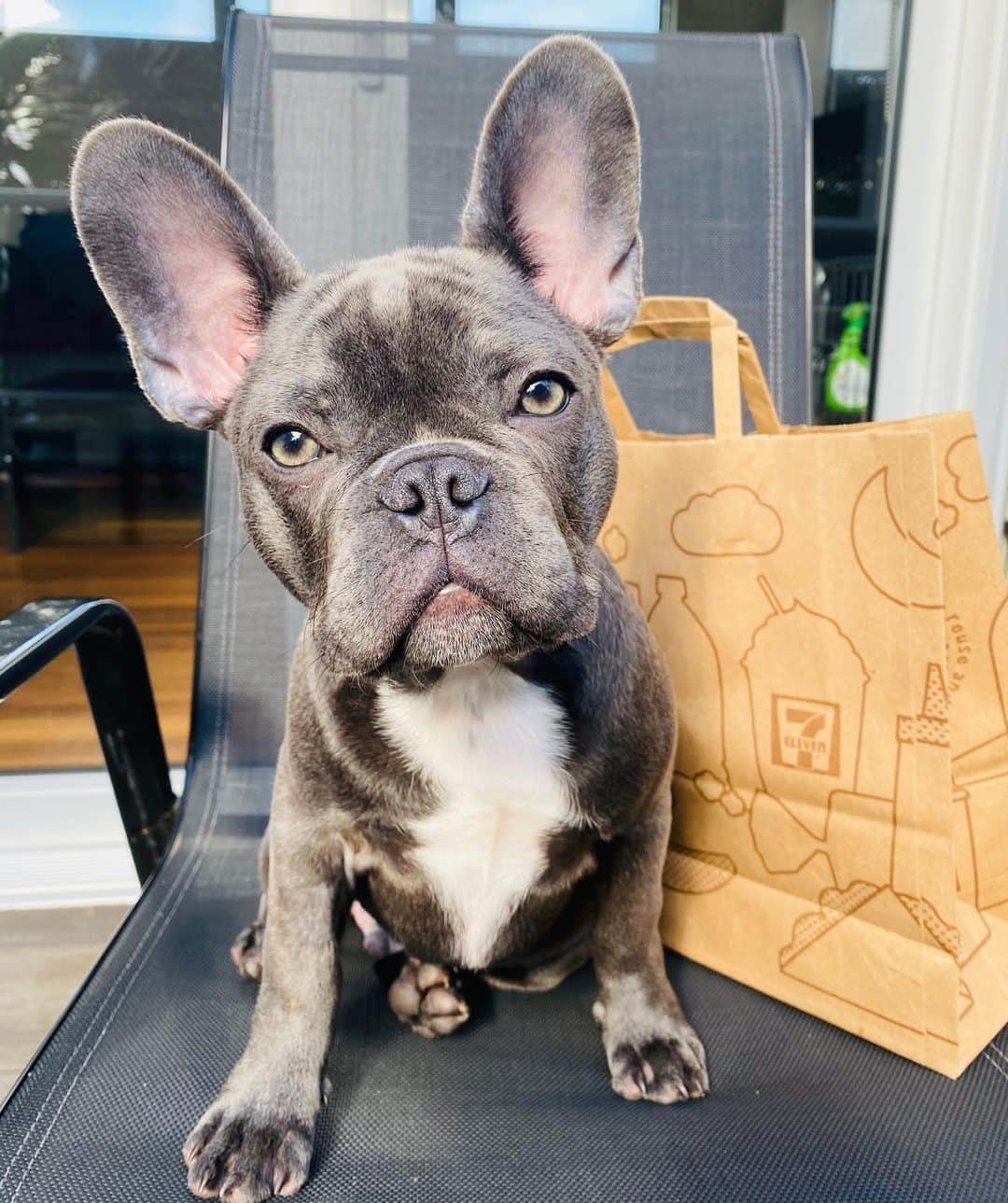 7-Eleven Australiaさんのインスタグラム写真 - (7-Eleven AustraliaInstagram)「We love our bread, we love our butter but most of all we love our doggos! 🐶#NationalDogDay」8月26日 11時04分 - 7elevenaus