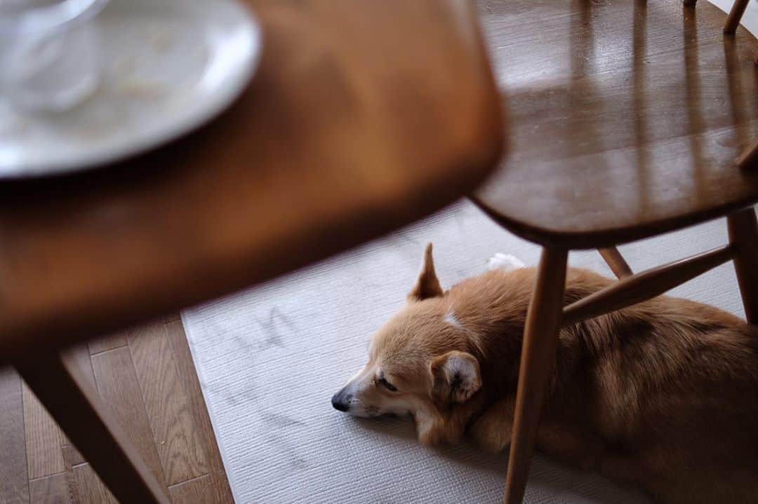 maggydaisyのインスタグラム：「_  もらえなかったワン。。  #maggydaisymore20200826 #corgi  #コーギー #犬のいる暮らし #里親」