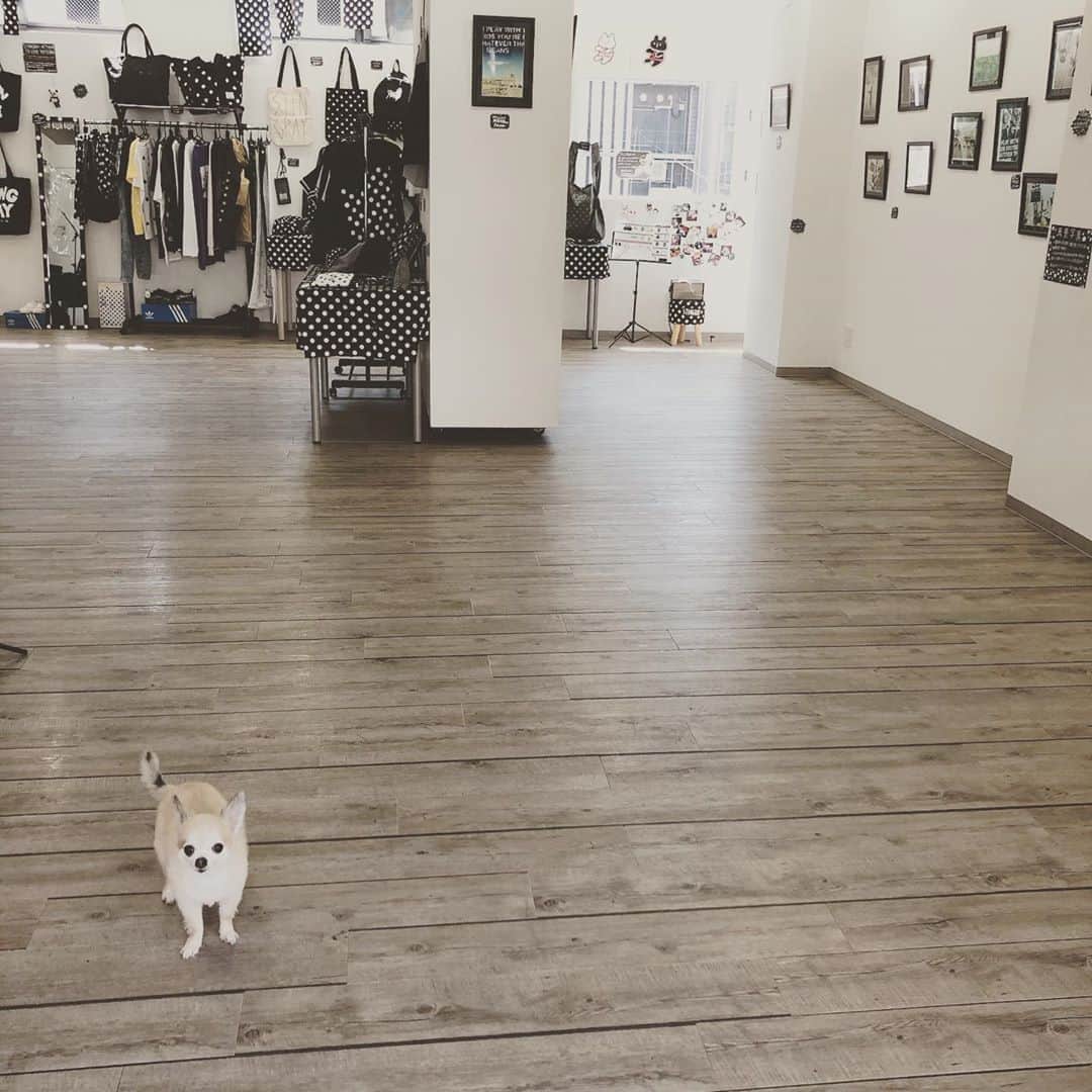 のインスタグラム：「【ランチタイム渋谷サウシュー写真便り】19時までギャラリールデコ(渋谷区渋谷3-16-3ルデコビル6&5階)にてコロナ感染防止対策して写真展オープン中！僕とポルカ店長代理は一日中ずっと居ます！学校&仕事終わりや買い物がてらに細心の注意して是非！今週末はila守矢さんによるステンシルイベントも！  #STINGRAY #サウシュー #写真展　#ポルカ」