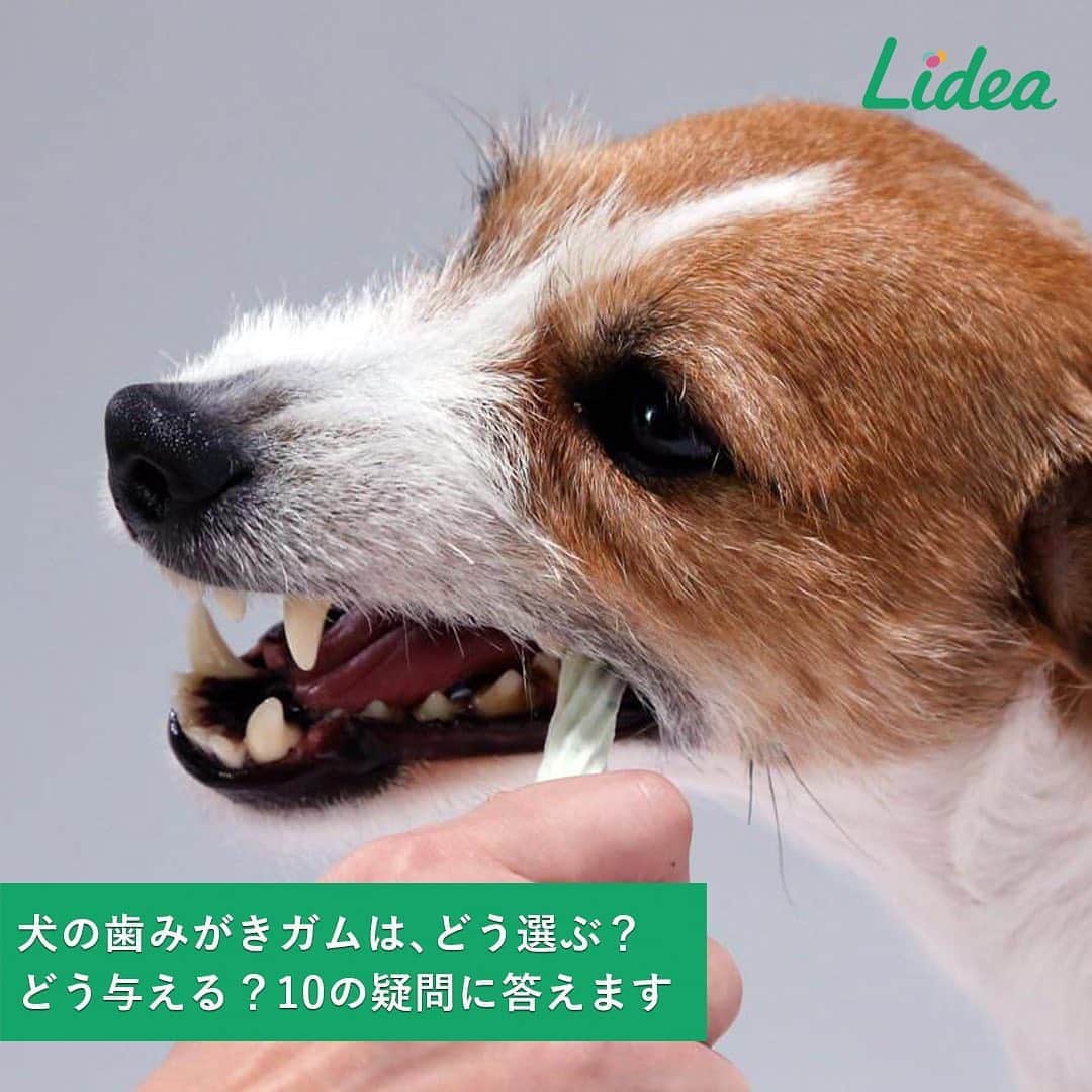 irodori - くらしを彩るウェブマガジン -さんのインスタグラム写真 - (irodori - くらしを彩るウェブマガジン -Instagram)「ワンちゃんの「歯みがきガム」🐶 どう選んでいますか？ ・ 「歯みがきガム」は、おいしく噛むことで 「歯垢を落とす」「汚れを落として口臭を軽減する」 という効果が期待できるスグレモノ🦴 ・ おすすめは、「程よい硬さ」と「弾力性」を持ったガム。 しっかり噛めて、噛んだ歯の歯垢を効果的に削ぎ落とします。 ・ ガムが硬すぎると、ガムに歯がしっかり食い込まず、 歯垢を落とす効果を発揮しにくいので要注意⚠️ ・ また、大きすぎるガムは、歯やあごに負担をかけたり、 丸飲みした時にのどや消化管に詰まる恐れがあるので、 犬の体格に合った適正なサイズを選ぶことが大切です🐕 ・ 与える時のポイントは、飼い主さんが手に持って噛ませること☝️ ポイッと渡すと、よく噛まずに食べてしまうこともあるので、 歯みがき効果はあまり期待できません。 ・ 犬の歯垢が歯石になるスピードは、人間の約５倍！ 日々のお口のケアがとても大事なので、 歯みがきガムは、製品の表示を守って１日１本や毎食後など、 毎日与えるようにしましょう。 ・ 歯みがきガムだけでお口の汚れを完全に落とし切れるわけではないですが、 補助的なケアのひとつとして有効活用してくださいね💁‍♀️ ・ 生活情報メディア「Lidea」では、 「犬の歯みがきガムは、どう選ぶ？どう与える？10の疑問に答えます」という記事を紹介しています。 プロフィールのリンクからどうぞ☘ @lidea_lion ・ #Lidea #LION #ライオン #ライオン株式会社 #ペット #犬 #ワンちゃん #ガム #歯みがきガム #犬のおやつ #わんこ #歯みがき　#ペットケア #ライオンペット　@lion_pet_cat」8月26日 12時37分 - lidea_lion