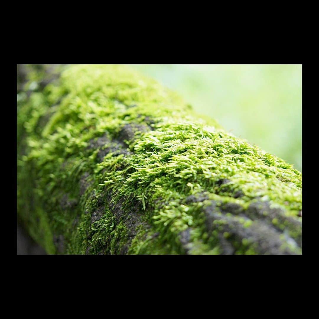 丸山智己さんのインスタグラム写真 - (丸山智己Instagram)「撮りたくなった苔  #苔 #photography #naturephotography  #moss」8月26日 12時37分 - tomomi.maruyama0327