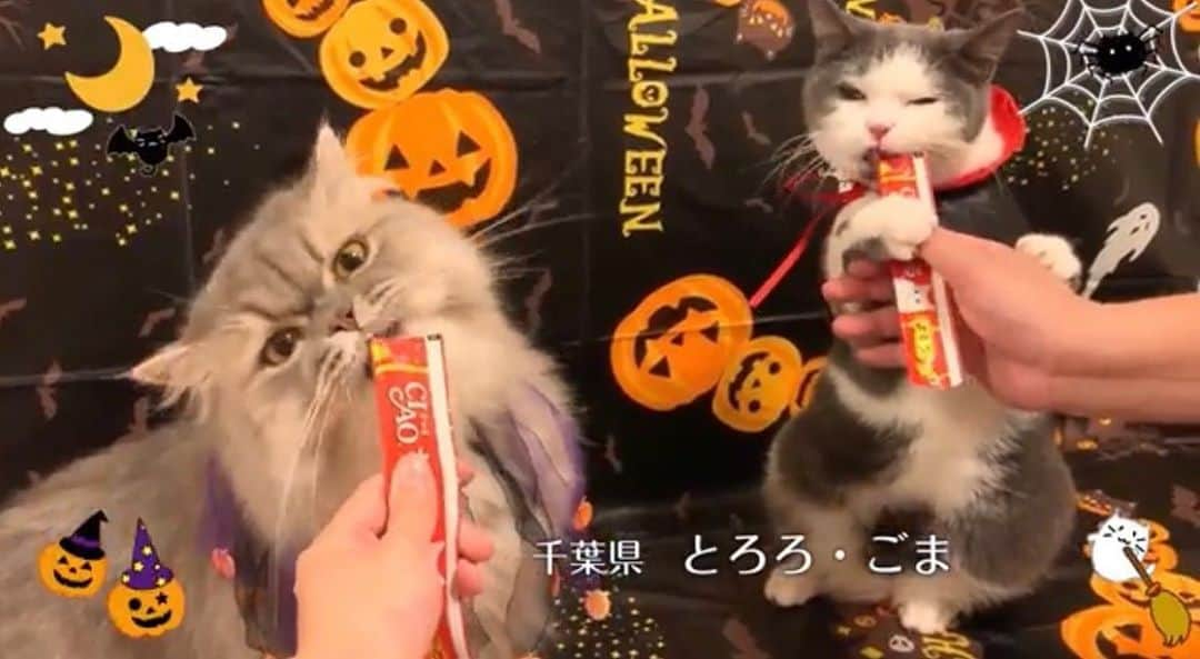 いなば CIAOちゅ～るさんのインスタグラム写真 - (いなば CIAOちゅ～るInstagram)「.﻿ ﻿ ‪＼🎃2020年CIAOちゅ〜るTVCMハロウィン篇 出演猫ちゃん大募集🎃／‬﻿ ﻿ ‪今年もこの季節になりました！🍭‬﻿ ‪皆さまからの、楽しいハロウィンちゅ〜る動画をお待ちしております👻﻿ ‬﻿ ‪締切は9/6(日)23:59まで！ ﻿ #ちゅーるメーカー アプリ内の「TVCMに応募する」ボタンから投稿してください◎‬」8月26日 12時52分 - ciao_campaign