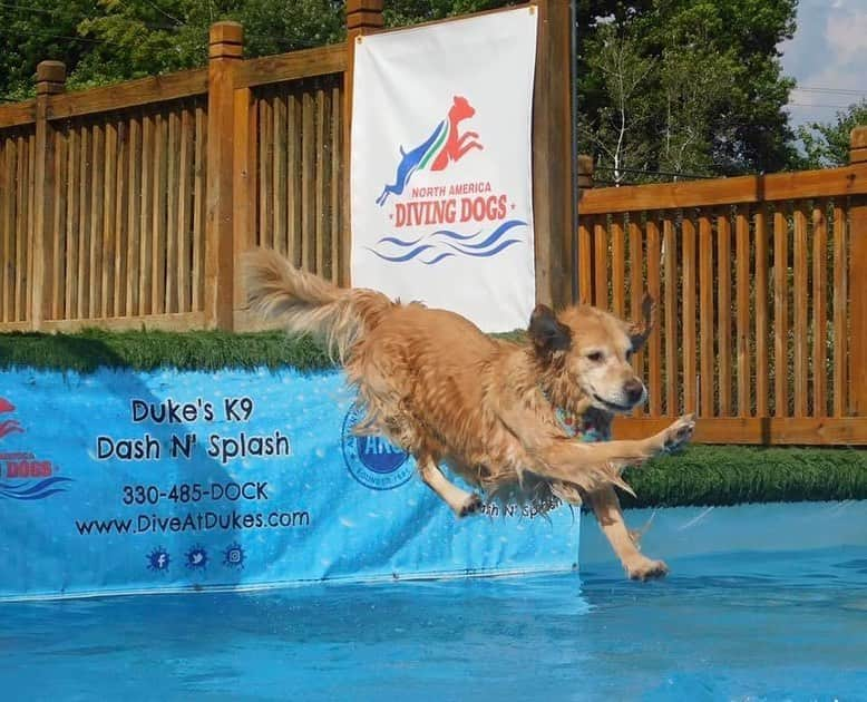 モヒートさんのインスタグラム写真 - (モヒートInstagram)「One of the nice ladies at dock diving club took these photos last night. Julep looks so happy to be flying. Swipe to see the difference in mojito’s jumping techniques 😂#divingdog #dockdiving #smile #happy #dogsports   ------------------------------- #chewy #goldensofig #goldenretriever  #goldenretrieversofinstagram #betterwithpets #dogsofig  #dogsofinstagram #fluffypack #gloriousgoldens #welovegoldens #ilovemydog #goldenlife #bestwoof #ProPlanDog #ilovegolden_retrievers #mydogiscutest #retrieversgram #dogsofcle」8月26日 12時49分 - mojito_rose_family