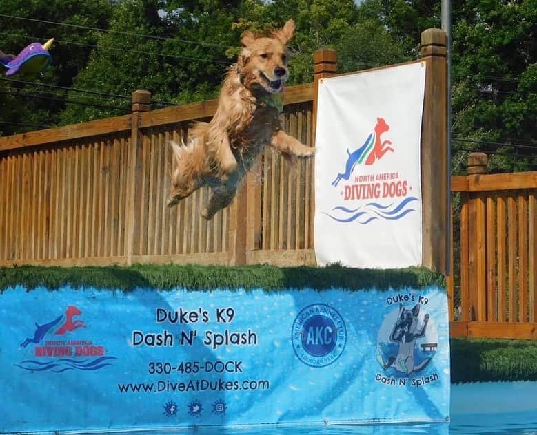モヒートさんのインスタグラム写真 - (モヒートInstagram)「One of the nice ladies at dock diving club took these photos last night. Julep looks so happy to be flying. Swipe to see the difference in mojito’s jumping techniques 😂#divingdog #dockdiving #smile #happy #dogsports   ------------------------------- #chewy #goldensofig #goldenretriever  #goldenretrieversofinstagram #betterwithpets #dogsofig  #dogsofinstagram #fluffypack #gloriousgoldens #welovegoldens #ilovemydog #goldenlife #bestwoof #ProPlanDog #ilovegolden_retrievers #mydogiscutest #retrieversgram #dogsofcle」8月26日 12時49分 - mojito_rose_family