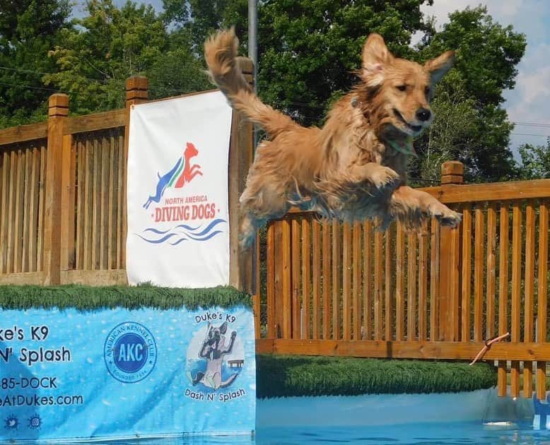 モヒートさんのインスタグラム写真 - (モヒートInstagram)「One of the nice ladies at dock diving club took these photos last night. Julep looks so happy to be flying. Swipe to see the difference in mojito’s jumping techniques 😂#divingdog #dockdiving #smile #happy #dogsports   ------------------------------- #chewy #goldensofig #goldenretriever  #goldenretrieversofinstagram #betterwithpets #dogsofig  #dogsofinstagram #fluffypack #gloriousgoldens #welovegoldens #ilovemydog #goldenlife #bestwoof #ProPlanDog #ilovegolden_retrievers #mydogiscutest #retrieversgram #dogsofcle」8月26日 12時49分 - mojito_rose_family