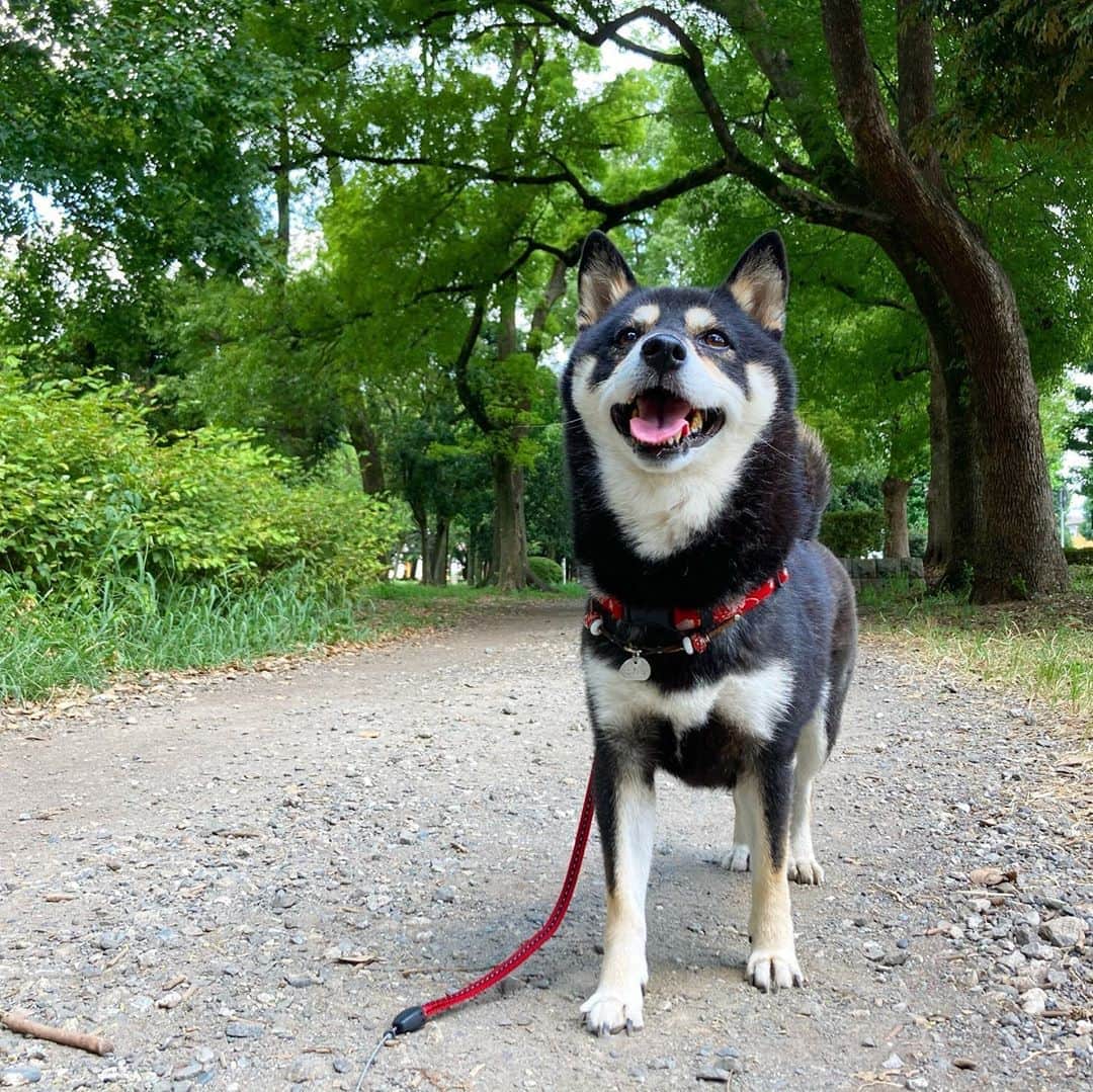 vo_coのインスタグラム：「☀️ 午前中は蘆花恒春園へ やはりこの公園は背の高い木が沢山あって、日陰が多くて夏でも歩きやすい 前はこの公園が徒歩1分だったから散歩環境には恵まれてたなー こたつさんもルンルン歩いて、普段の散歩ではオシッコ1回しかしないのにここだとマーキング兼ねて7-8回してた😂 * もう外野なので別に注意したりしないけど、東屋を占拠してタバコ吸いながら会合してるお達者倶楽部の面々…ローカル老害だな…（世田谷区は路上や公園は喫煙禁止）  中には見知った顔もいて益々残念 * #shibastagram #instashiba #shiba #shibainu #黒柴 #柴犬」