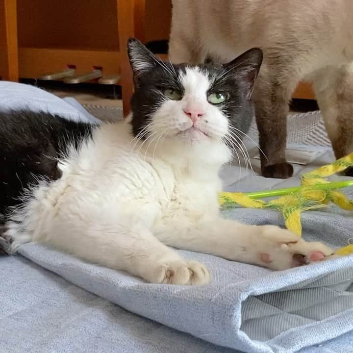 のインスタグラム：「Don’t do that. #cat #genki #warabi #dontdoit #funnycats #mako0mako0 #catcatcatcat #catworld #ねこ　#ねこ動画　#元気君　#わらびちゃん　#かわいい猫　#まこまこ　#猫のいる暮らし #猫すたぐらむ #猫のいる生活」