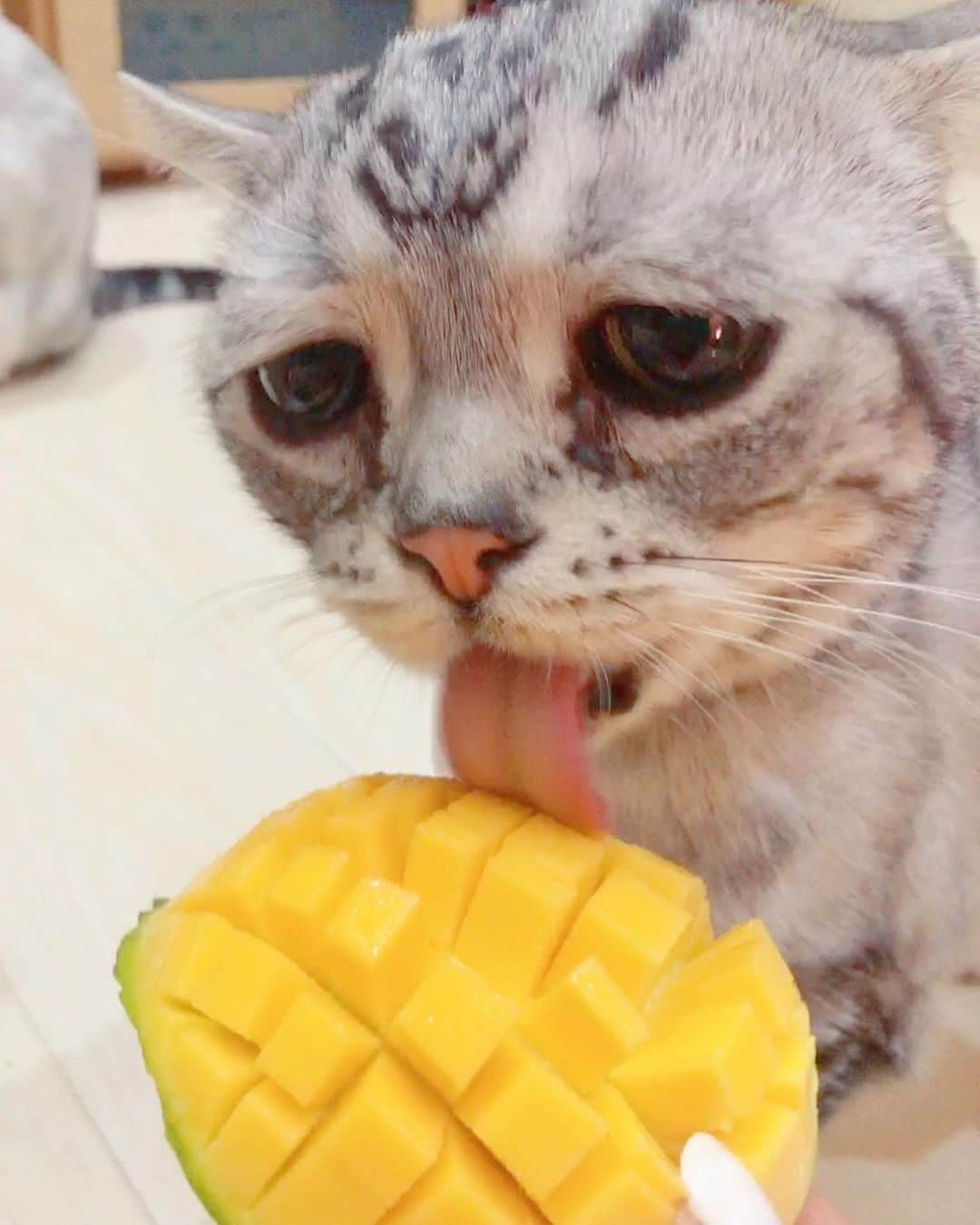 ルフさんのインスタグラム写真 - (ルフInstagram)「#luhu:”this mango 🥭 is so delicious 😋,i am sooo happy ！” - - #sadcat #cat #cute #angel #adorable #lovely #catlife」8月26日 13時08分 - lanlan731