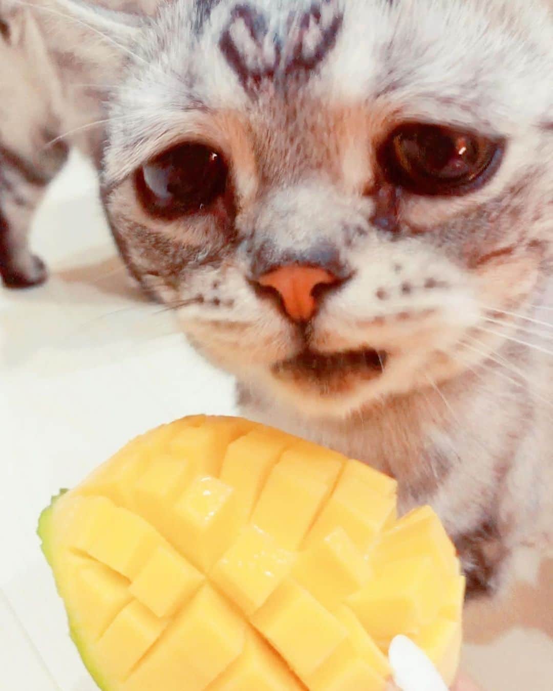 ルフさんのインスタグラム写真 - (ルフInstagram)「#luhu:”this mango 🥭 is so delicious 😋,i am sooo happy ！” - - #sadcat #cat #cute #angel #adorable #lovely #catlife」8月26日 13時08分 - lanlan731