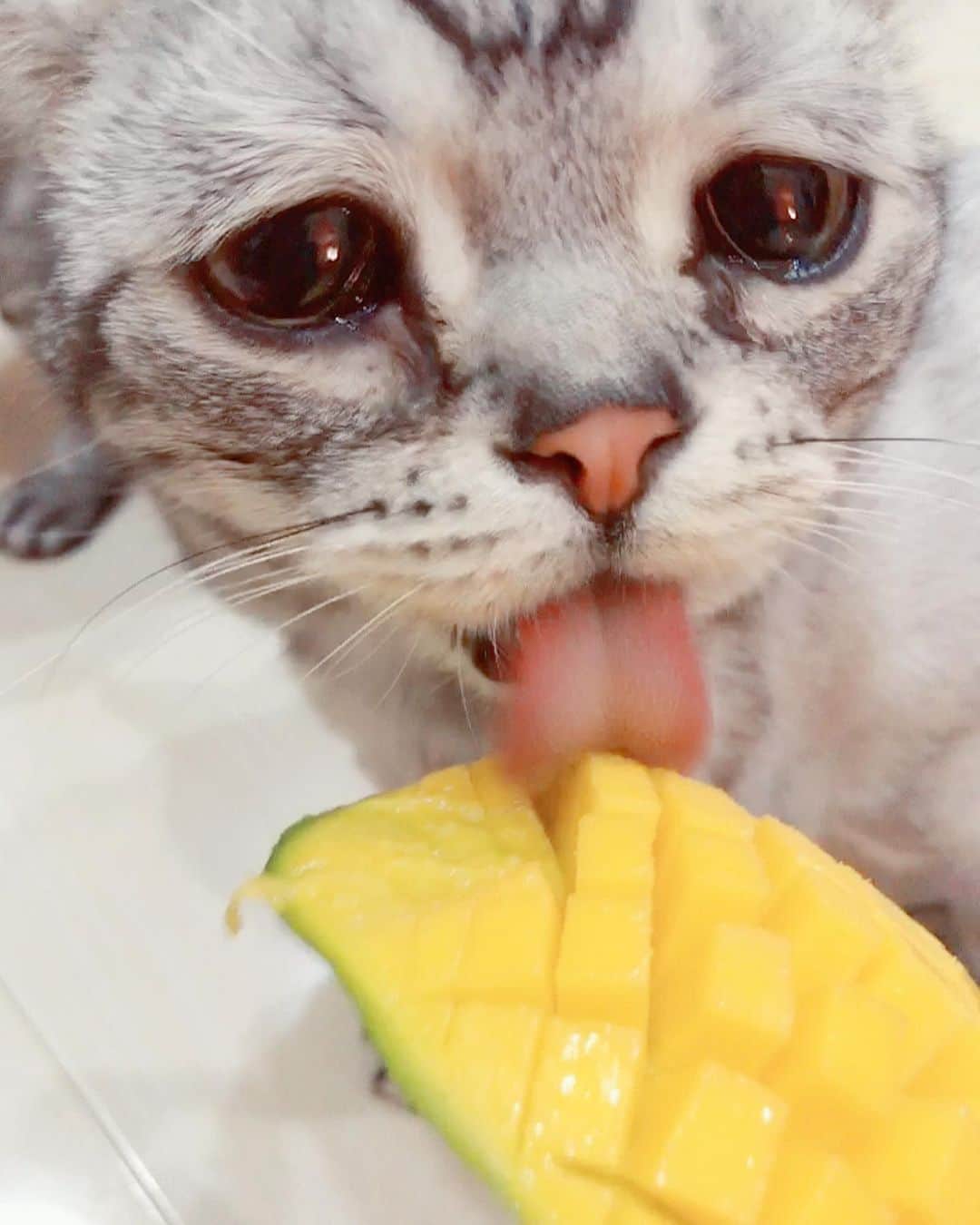 ルフさんのインスタグラム写真 - (ルフInstagram)「#luhu:”this mango 🥭 is so delicious 😋,i am sooo happy ！” - - #sadcat #cat #cute #angel #adorable #lovely #catlife」8月26日 13時08分 - lanlan731