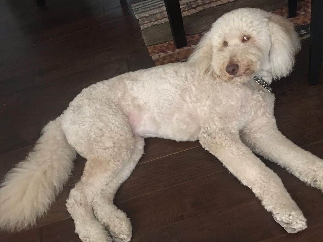 シャロン・ローレンスさんのインスタグラム写真 - (シャロン・ローレンスInstagram)「What ‘chu lookin’ at?  #goldendoodlesofinstagram」8月26日 13時14分 - sharonelawrence