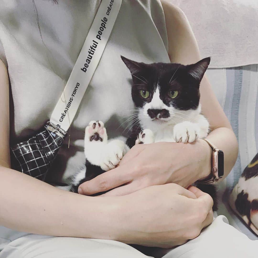 もじゃころのインスタグラム：「今朝拾いましたってくらい子猫サイズのきゃんわいいいペッペ！  今日は楽しい水曜日だよ😸  #チョッチュ具志コロペッペ #あいちゃんの膝の上  #水曜日の悪夢」