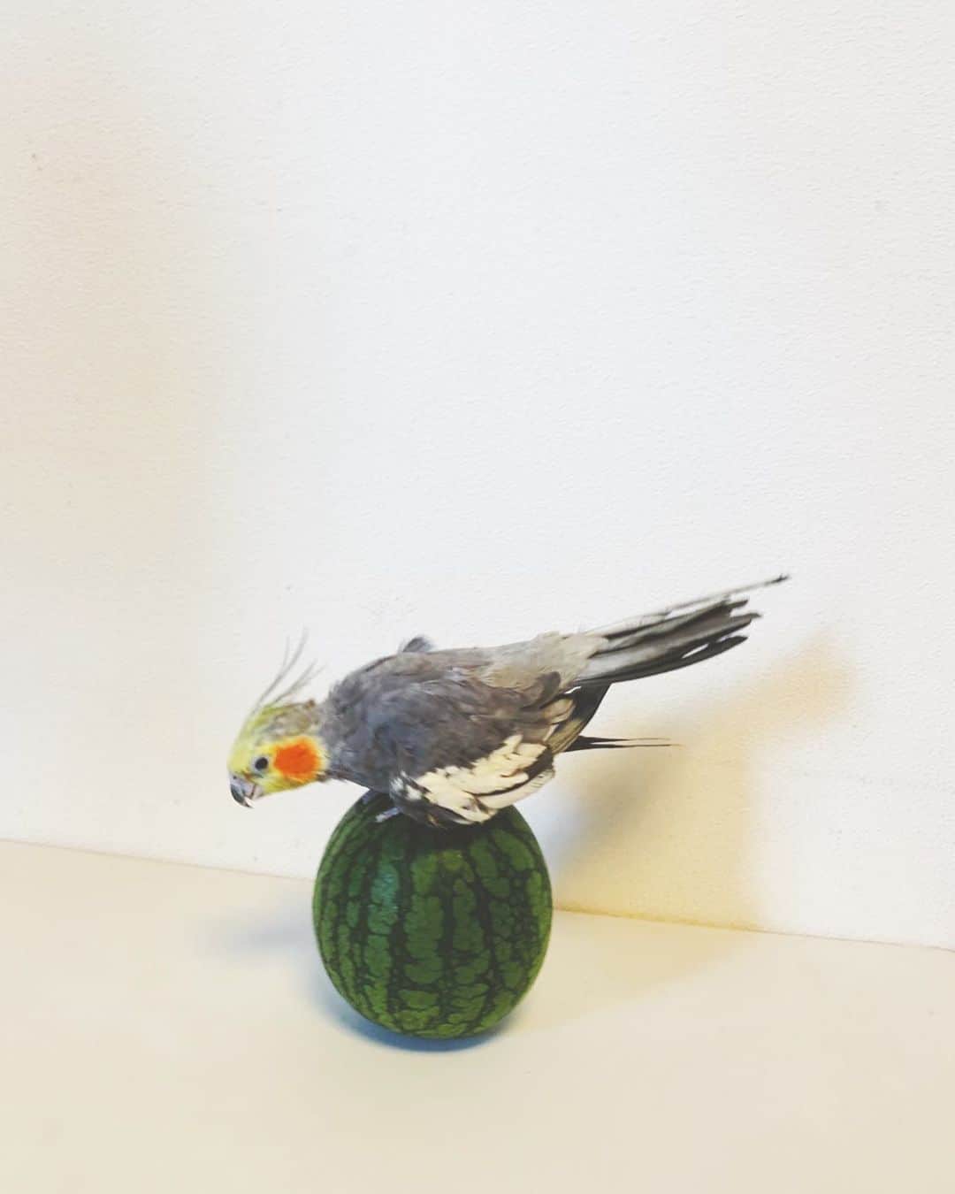 のインスタグラム：「がんばれおじいちゃんピーちゃん👴🏻🍉 #オカメインコ#スイカ乗り」
