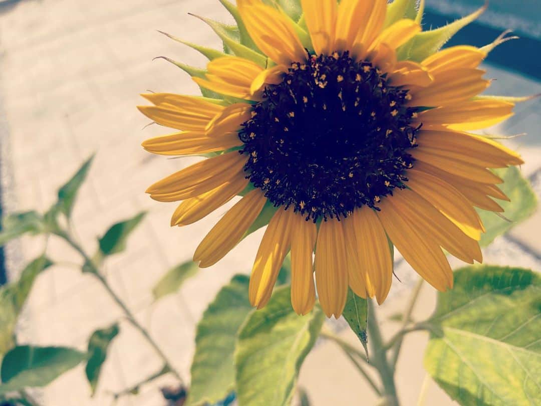松本英子さんのインスタグラム写真 - (松本英子Instagram)「数年振りに久々に植えた我が家のひまわりちゃんが、開花〜🌻  やっぱり向日葵って、元気を貰えますな。  暑すぎてダランとしてても、お水をあげればまたすぐにシャンと真っ直ぐになって、偉いな、、凄いなぁと思う。  よし。私も頑張らねば💪  #ひまわり #sunflower  #ひまわりさらだ #musicsalad」8月26日 13時54分 - matsumoto__eiko