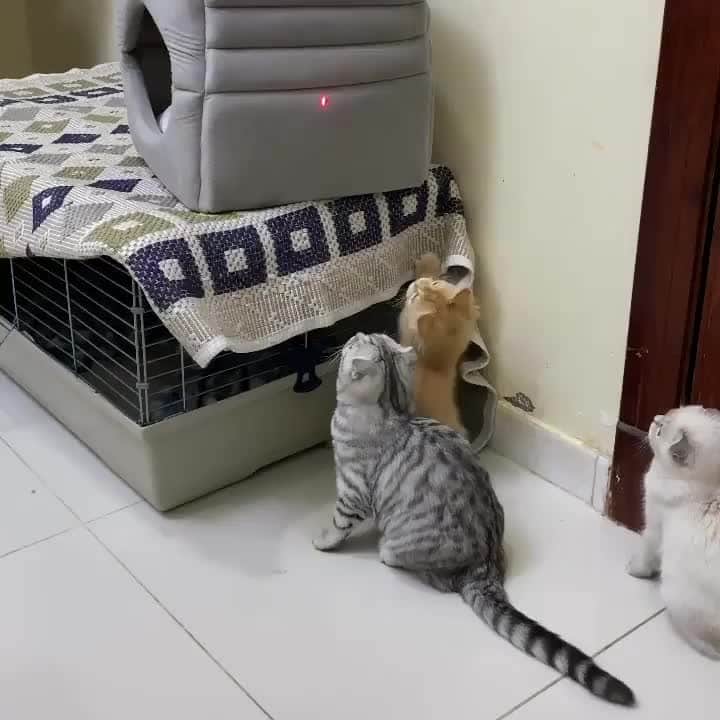 Aww Clubのインスタグラム