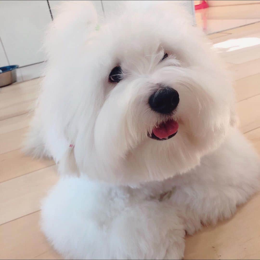 チョンダヨン（Jungdayeon）さんのインスタグラム写真 - (チョンダヨン（Jungdayeon）Instagram)「몽실 ☁️몽실💭 솜사탕 같은💭 FUNKY 🐾  #mypetloves #막내#petstagram #먹깨비 #FUNKY_be_be」8月26日 14時11分 - jungdayeon