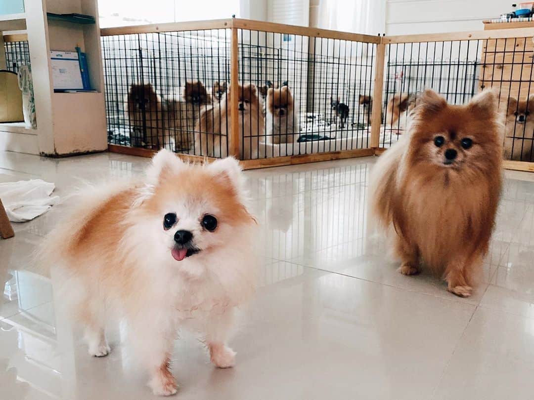 r_oseのインスタグラム：「International dog day 2020 🐰🦊🐶🐹🐨🐼🐻🦁🐯〰️」