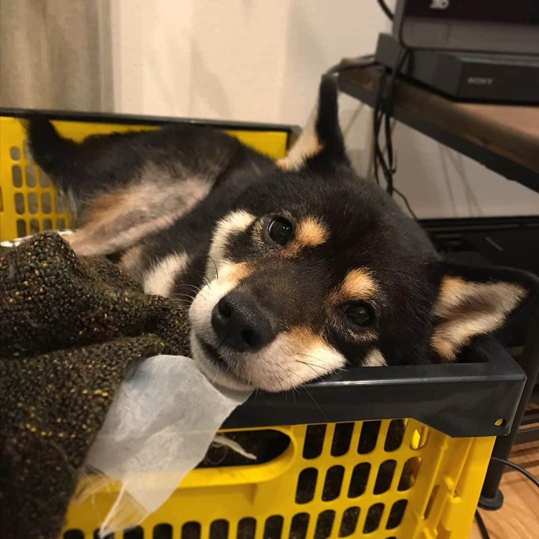 まめ丸のインスタグラム：「* * たまにはベッドじゃないところで ねたい日もあるよね🐶 * * #ブランケットとか入れるボックス #たまにここでねるよ #パパあとからベッドまではこんでね * #柴犬#豆柴#柴#黒柴#犬#しばいぬ#shiba#shibainu#shibastagram#shibadog#ig_japan#ig_dogphoto#puppy#instadog#dogstagram#dog#petstagram#pet#강아지#dailyfluff#weeklyfluff#いぬのきもち#いぬのきもち」