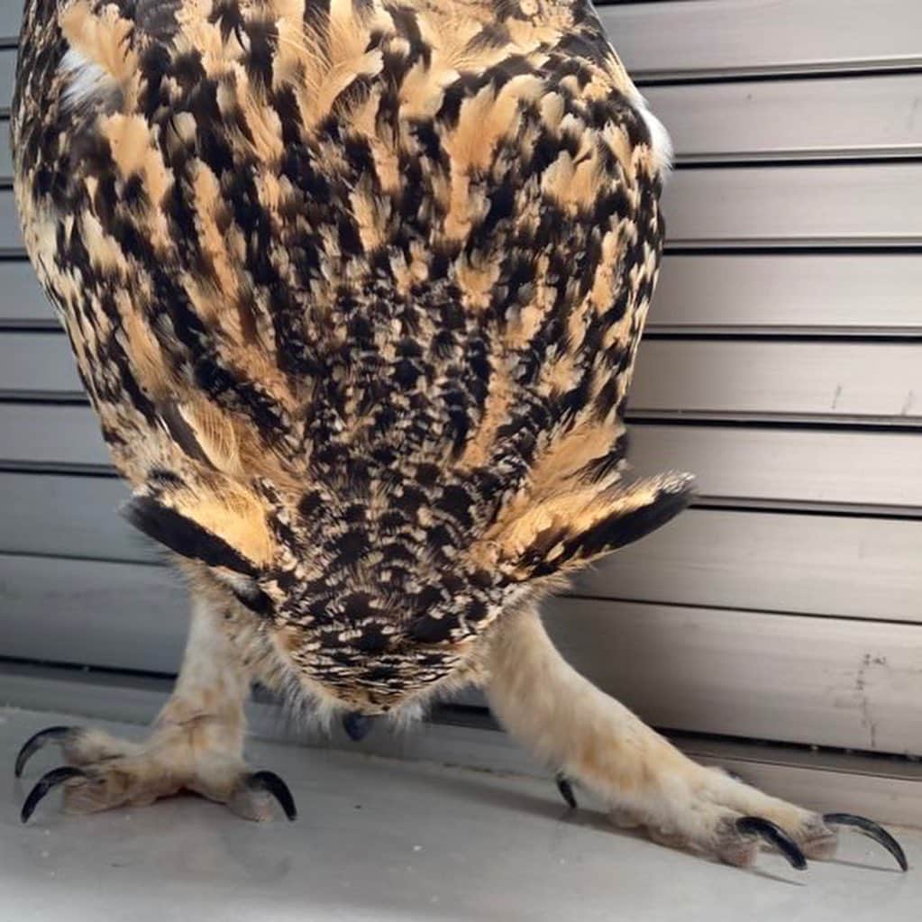 GEN3 Owlさんのインスタグラム写真 - (GEN3 OwlInstagram)「嬉しいと頭が下がっちゃうんだよね〜 He always bows when he's happy to see me. #owl #owlgaru #フクロウ」8月26日 23時55分 - genz64