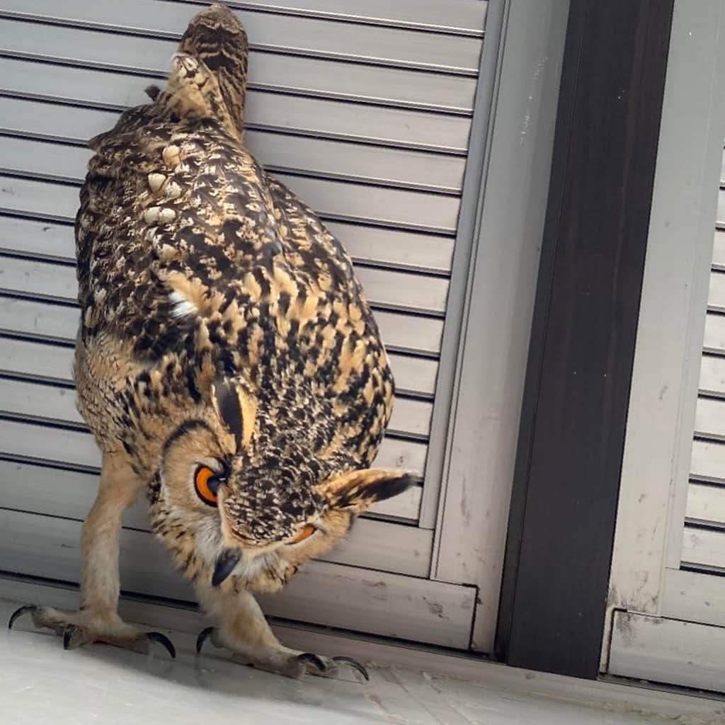 GEN3 Owlのインスタグラム：「嬉しいと頭が下がっちゃうんだよね〜 He always bows when he's happy to see me. #owl #owlgaru #フクロウ」