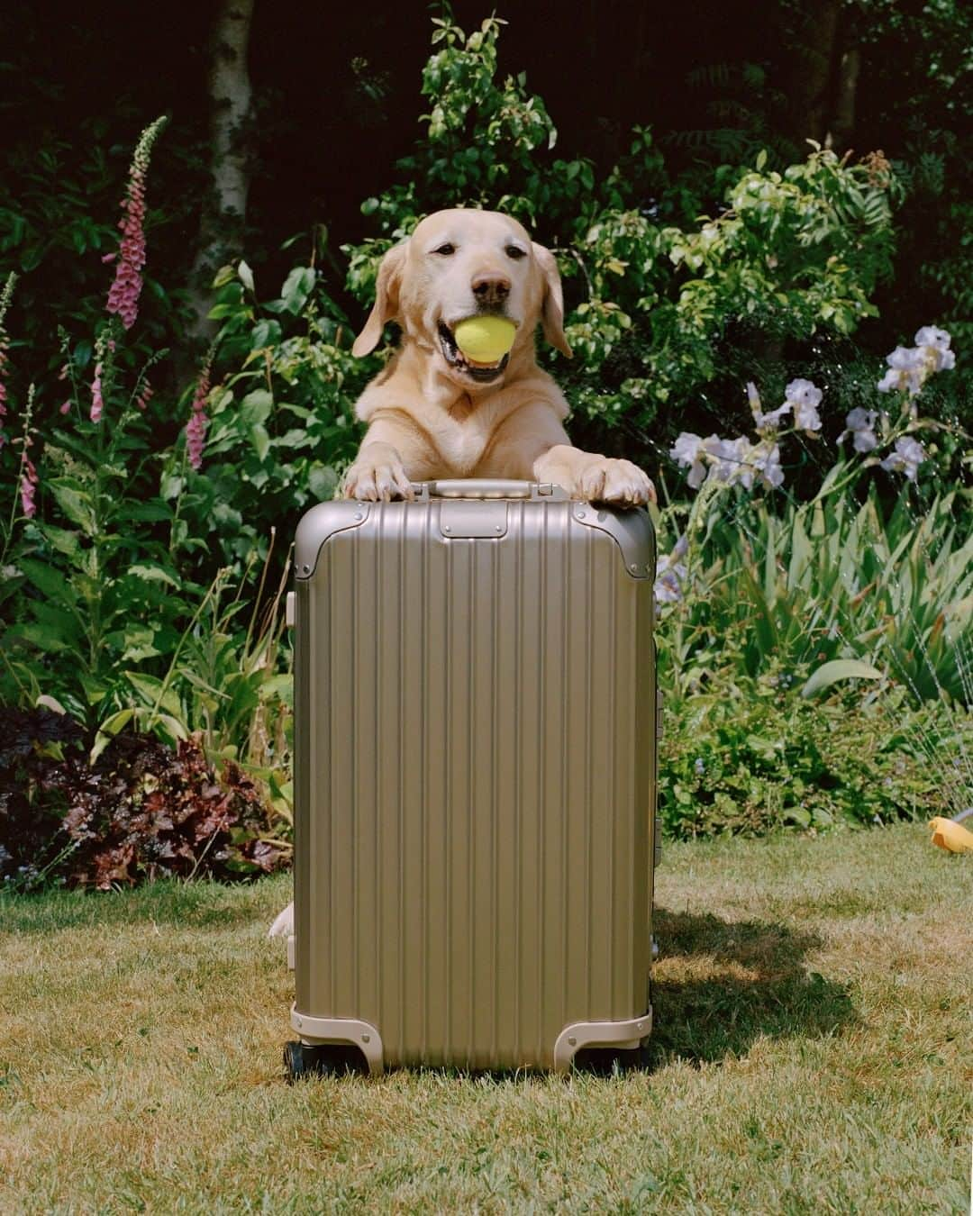 リモワさんのインスタグラム写真 - (リモワInstagram)「RIMOWA Original Trunk in titanium through the lens of photographer Daragh Soden.⁣ ⁣ ⁣ ⁣For his latest series for RIMOWA, Soden captures lighthearted scenes around The Forty Foot, a famous bathing in South Dublin near his childhood home. Using the 5km radius prescribed during the pandemic lockdown, Soden revisited and captured familiar landmarks like Dalkey Island, Colliemore Harbour, and Killiney Bay.⁣ ⁣⁣ ⁣#RIMOWA #RIMOWAoriginal」8月27日 0時00分 - rimowa