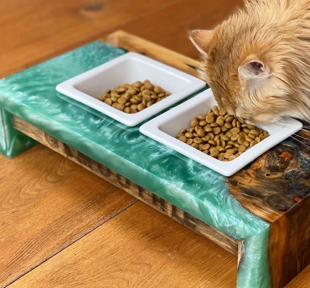 Smoothieさんのインスタグラム写真 - (SmoothieInstagram)「Look how this feeder matches her eyes! 😍 It’s from @furbabywoodworks , who makes unique & high quality pet feeders from sustainable wood. Definitely check his work out! 😊」8月27日 0時04分 - smoothiethecat