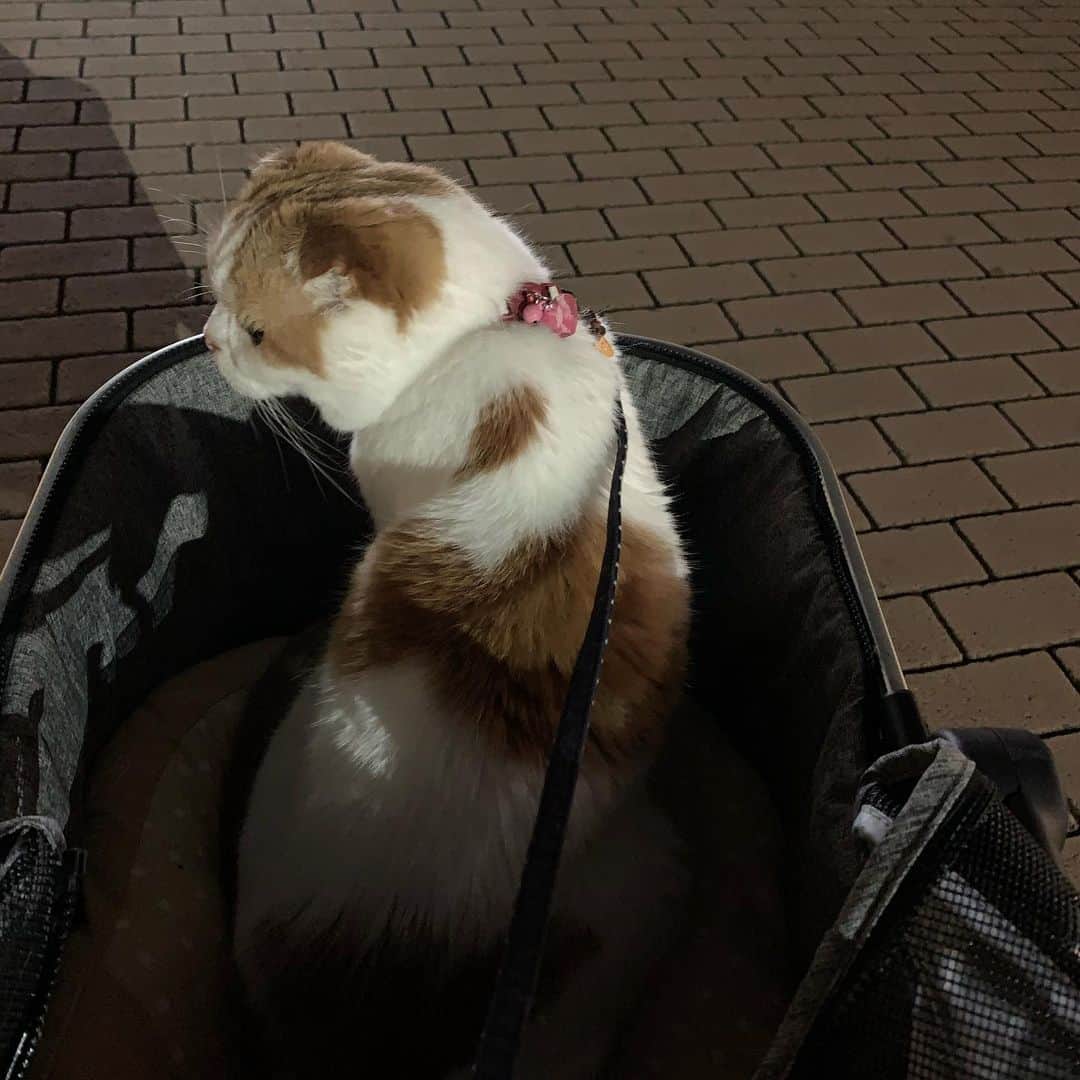 のんたさんのインスタグラム写真 - (のんたInstagram)「のんちゃんと夜のお散歩へ行ってきました🌙 楽しんでくれてる様子が伝わってきてとっても嬉しかったー！ ・ #scottishfold #catstagram_japan #catsofinstagram #cats_of_instagram#catoftheday #ilovemycat #bestmeow #catlover #cutecat #kittensofinstagram #cute #スコティッシュフォールド」8月27日 0時06分 - utacci