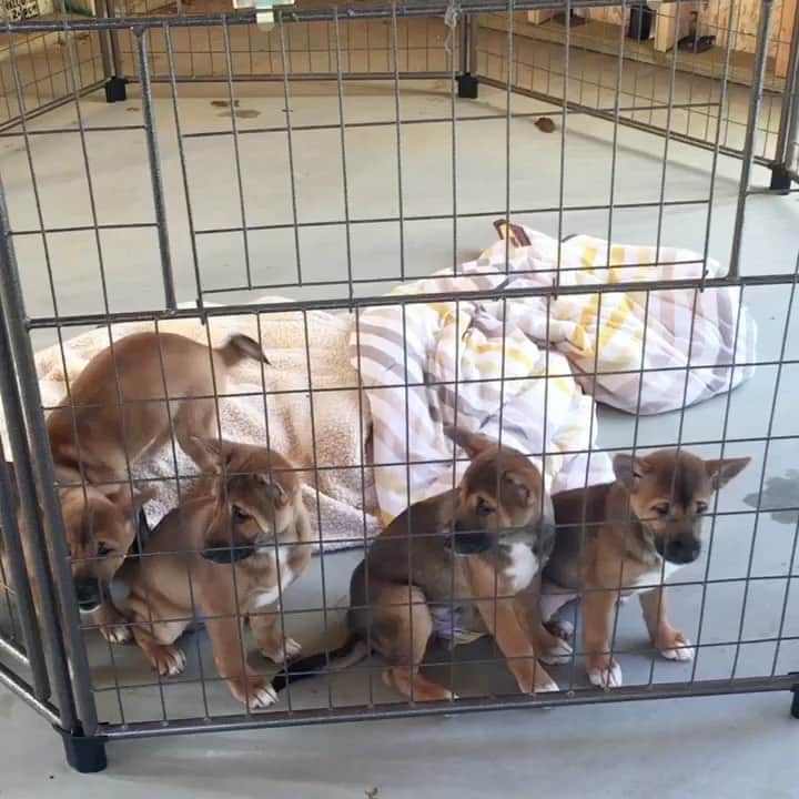 のインスタグラム：「Happy Doggie day from our primitive dog pack!!!!  . . The New Guinea Singing dog puppies singing along with their mommy.  #NGSDs are the primitive dog.  They are a living fossil to what the domesticated dog looked like over 8,000 years ago. They have not been selectively bred like our modern breeds of dogs.  . They truly are a snapshot in time of the evolution of the dog.  . Pictures are the 5 puppies from the conservation litter between Luxx and Huli almost 3 years ago.  Luxx is a rescue from a zoo in Canada that was shut down due to animal welfare issues and Huli was born at the San Diego zoo.  . The 5 puppies are absolutely glorious and living their lives in wonderful and experienced NGSD homes.  . . . #singers #dogs #happydog #puppies #nationaldogday #dogsofig #puppiesofinstagram #singingpuppies #puppiesofig #puppy #puppiesofinstagram #conservation #livingfossil #domesticateddog #dog #dogs #doglife #dogsofinstagram #doglovers #dogstagram #dogoftheday #jabcecc #sandiego #uptosniff」