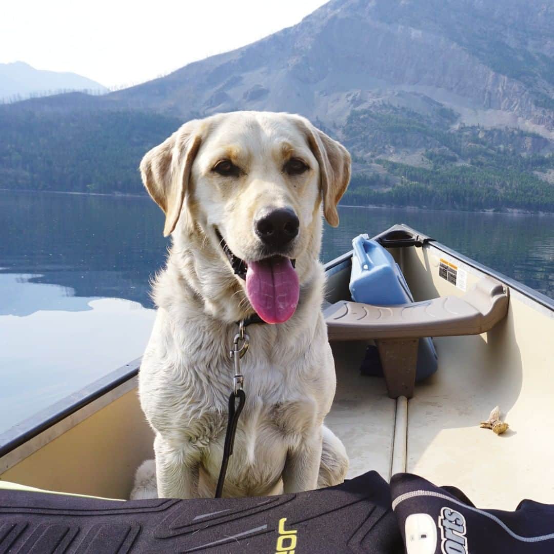 TED Talksのインスタグラム：「Talk about working like a dog! 🦮  Tobias was once a stray roaming the streets of Helena, Montana, but now he uses his incredible nose to sniff out invasive mussels on watercraft in Glacier National Park. He's just one of the dozens of canines that are helping Working Dogs for Conservation stop illegal poachers and smugglers, track endangered species, and identify destructive plants and animals. The best part: Most of the org's dogs were adopted from shelters or from the military or other settings where they didn’t quite fit in. To see more of these good boys and girls at work and learn about their efforts on the front lines of wildlife conservation, click the link in our bio. #InternationalDogDay⁠ ⁠ [Image: @workingdogsforconservation]」