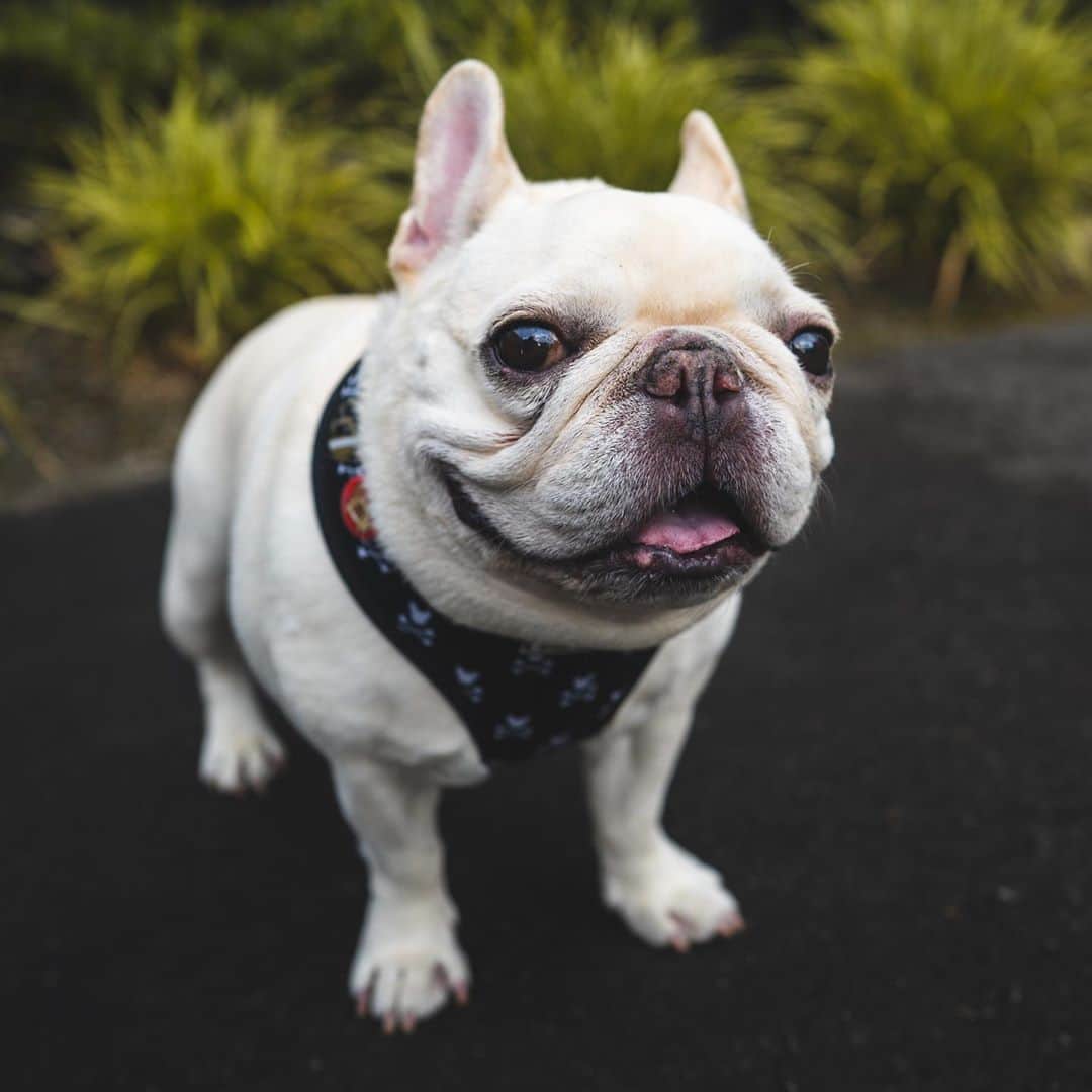 Sir Charles Barkleyさんのインスタグラム写真 - (Sir Charles BarkleyInstagram)「Happy ...