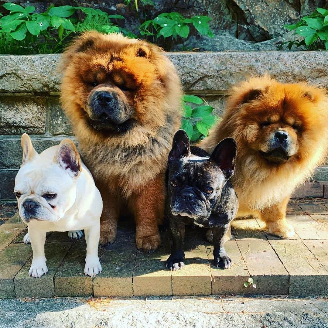 マーサ・スチュワートさんのインスタグラム写真 - (マーサ・スチュワートInstagram)「Raise a paw for #nationaldogday! 🐾 Our best friends, side kicks, cuddle buddies, and companions, there’s nothing like the bond between you and your pup. Throw @marthastewart48’s fur gang a treat in the comments below! 🦴 And learn more about all of Martha’s pets over the years at the link in bio. 👆🏼#regram via @marthastewart48」8月27日 0時37分 - marthastewart