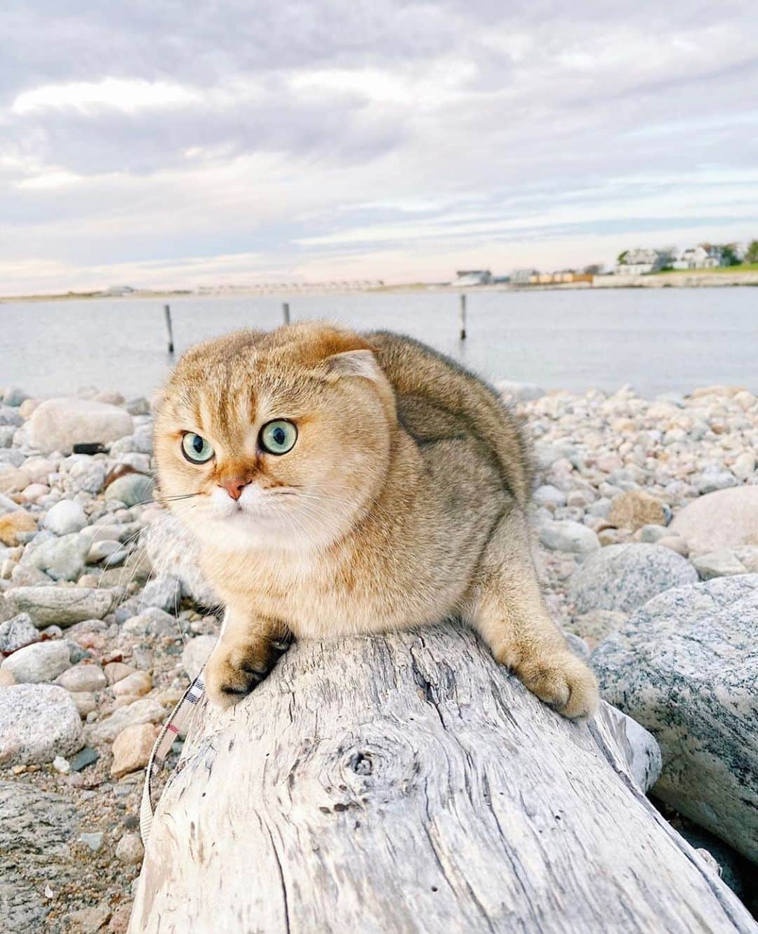 Bolt and Keelのインスタグラム：「When a house kitty goes adventuring 😳😹 . @adventrapets ➡️ @mochi.sumo  ———————————————— Follow @adventrapets to meet cute, brave and inspiring adventure pets from all over the world! 🌲🐶🐱🌲  • Tag us in your posts to get your little adventurer featured! #adventrapets ————————————————」