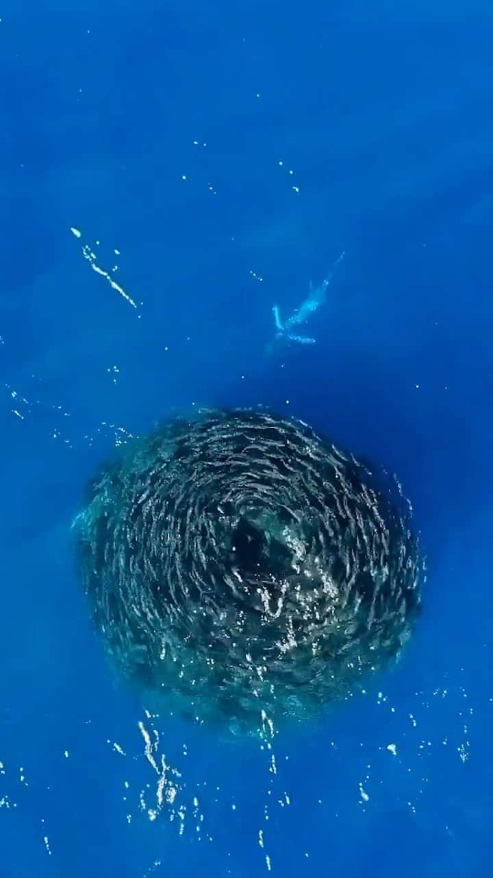 Costa Sunglassesのインスタグラム：「Baja Lines… In a remote and untapped part of the world, nothing comes easily. Through hardscrabble adventure and misadventure, this motley crew sets out to stalk striped marlin on the fly and track down never-before ridden terrain. Learn more and watch the film on the @flyfishingfilmtour at the link in our bio. 📷: @kgb_productions @chriskitchen @jaygoodrich @jack_porter_ @SeeWhatsOutThere #BornOnTheWater」