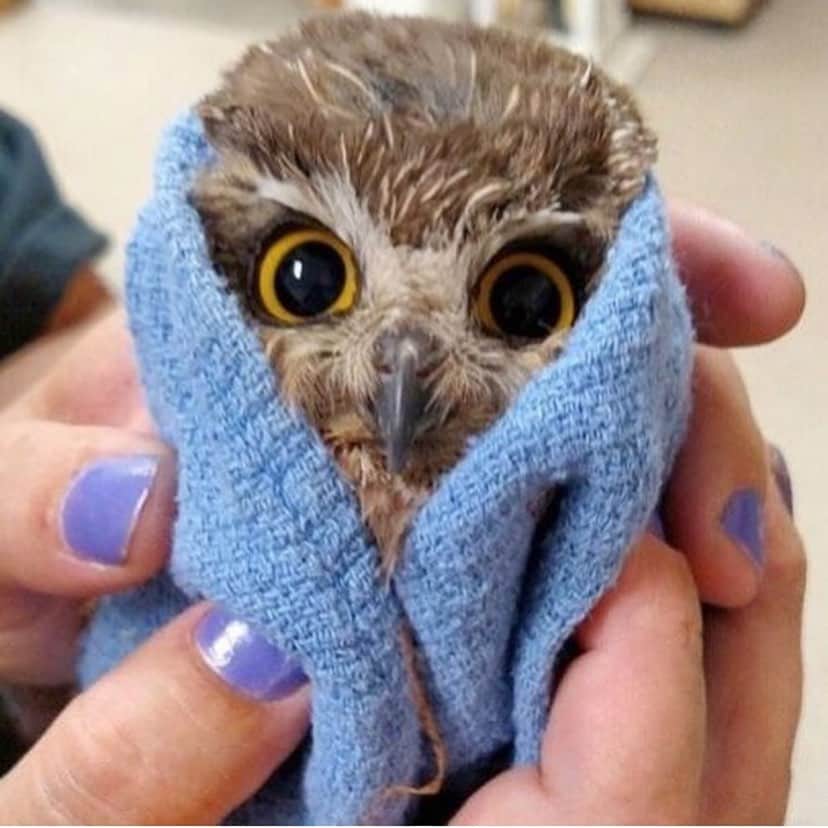 Baby Animalsさんのインスタグラム写真 - (Baby AnimalsInstagram)「A baby owl in a towel! 🥰」8月27日 0時53分 - thebabyanimals