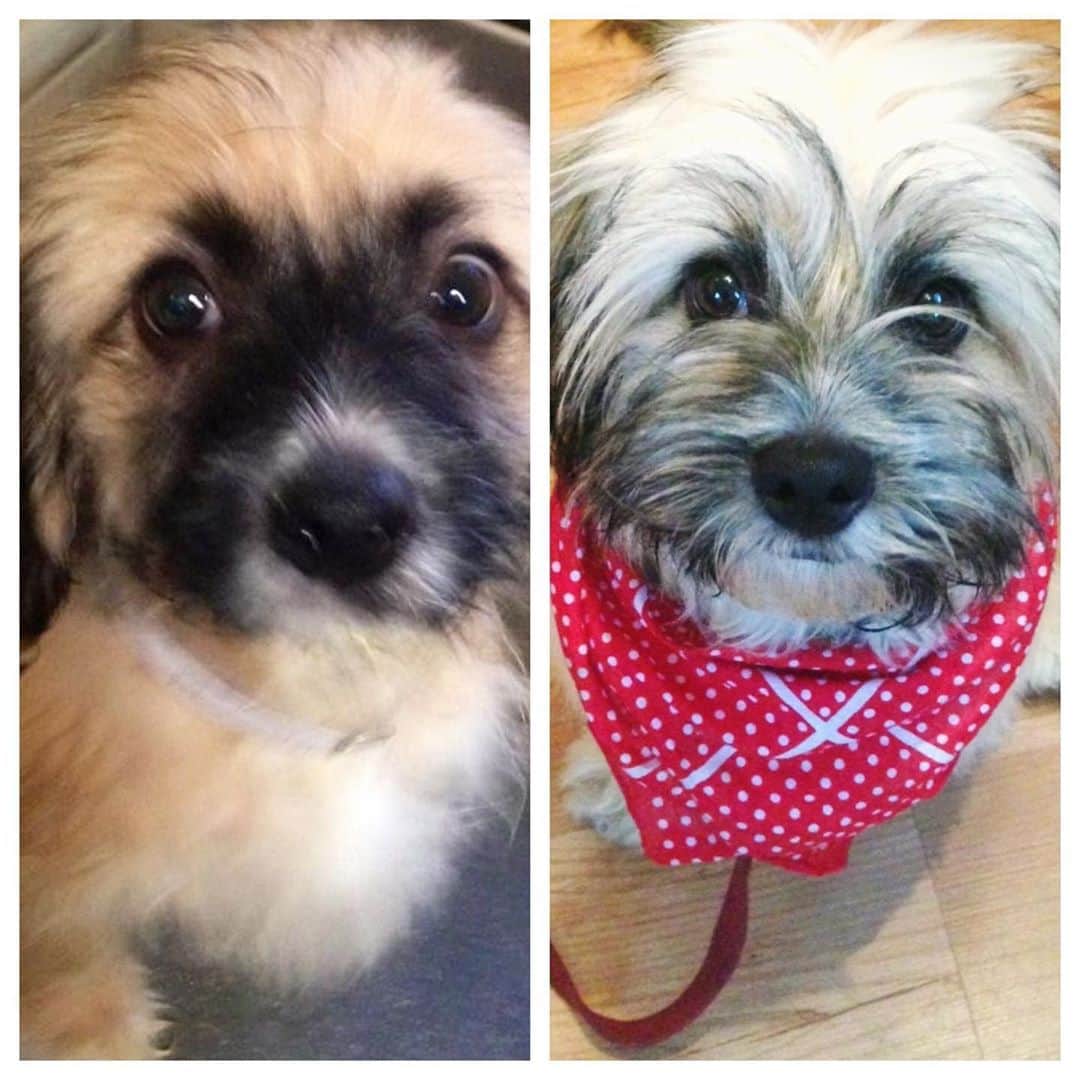マイケル・トレイナーのインスタグラム：「From puppy to bandana’d heart-melter, dogs are amazing, through and through. #PickingUpYourShitIsAPrivilege #Adopt #NationalDogDay #Baxter」