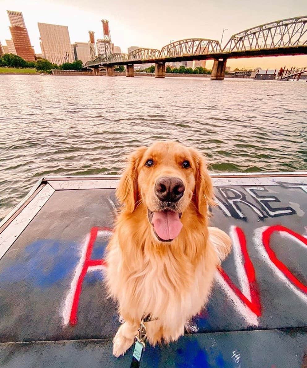 Portlandさんのインスタグラム写真 - (PortlandInstagram)「Happy National Dog Day🐶 go give all the good pups in your life a big hug & a treat! Tag your favorite PDX dog accounts below! - 📷: @raising.riggins  @fossay  #Portland #PortlandNW #PDX #pdxdogs」8月27日 1時06分 - portland