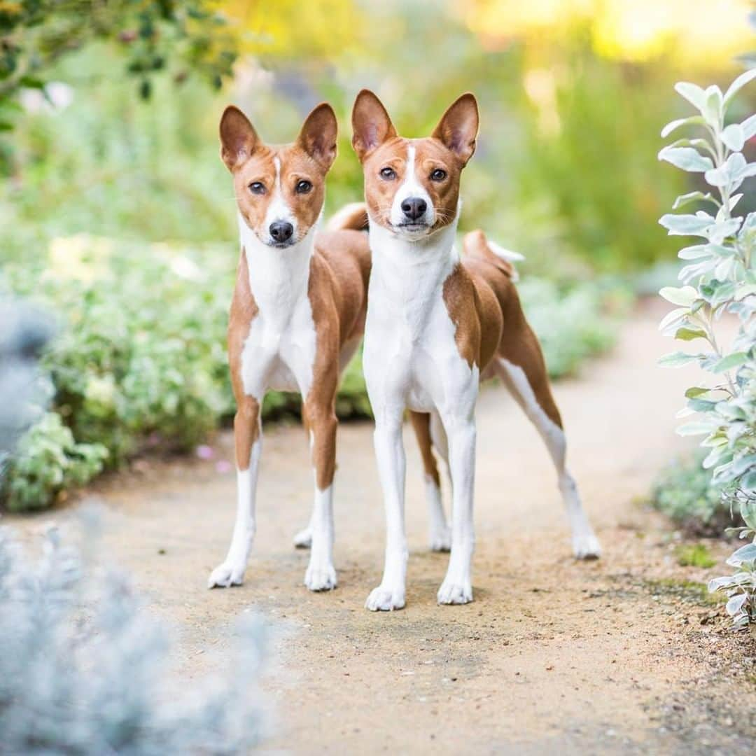 アニマルプラネットさんのインスタグラム写真 - (アニマルプラネットInstagram)「There are thousands of dog breeds on record, but the basenji may be one of the oldest. With origins dating back to Ancient Egypt, the basenji has been depicted on Egyptian artifacts.  Happy National Dog Day! #pictureoftheday . . . . . #nationaldogday #dog #dogs #basenji #pictureoftheday #photooftheday #animal #animalplanet #dogbreed #dogbreeds」8月27日 1時00分 - animalplanet