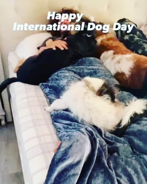レッドフーのインスタグラム：「Happy International Dog Day #internationaldogday」