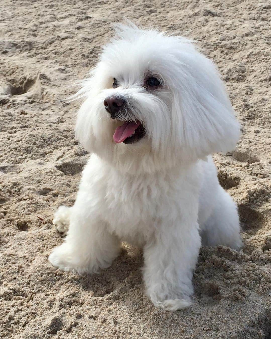 オリヴィア・パレルモのインスタグラム：「Beach Buddy 🏖🐶 #nationaldogday」