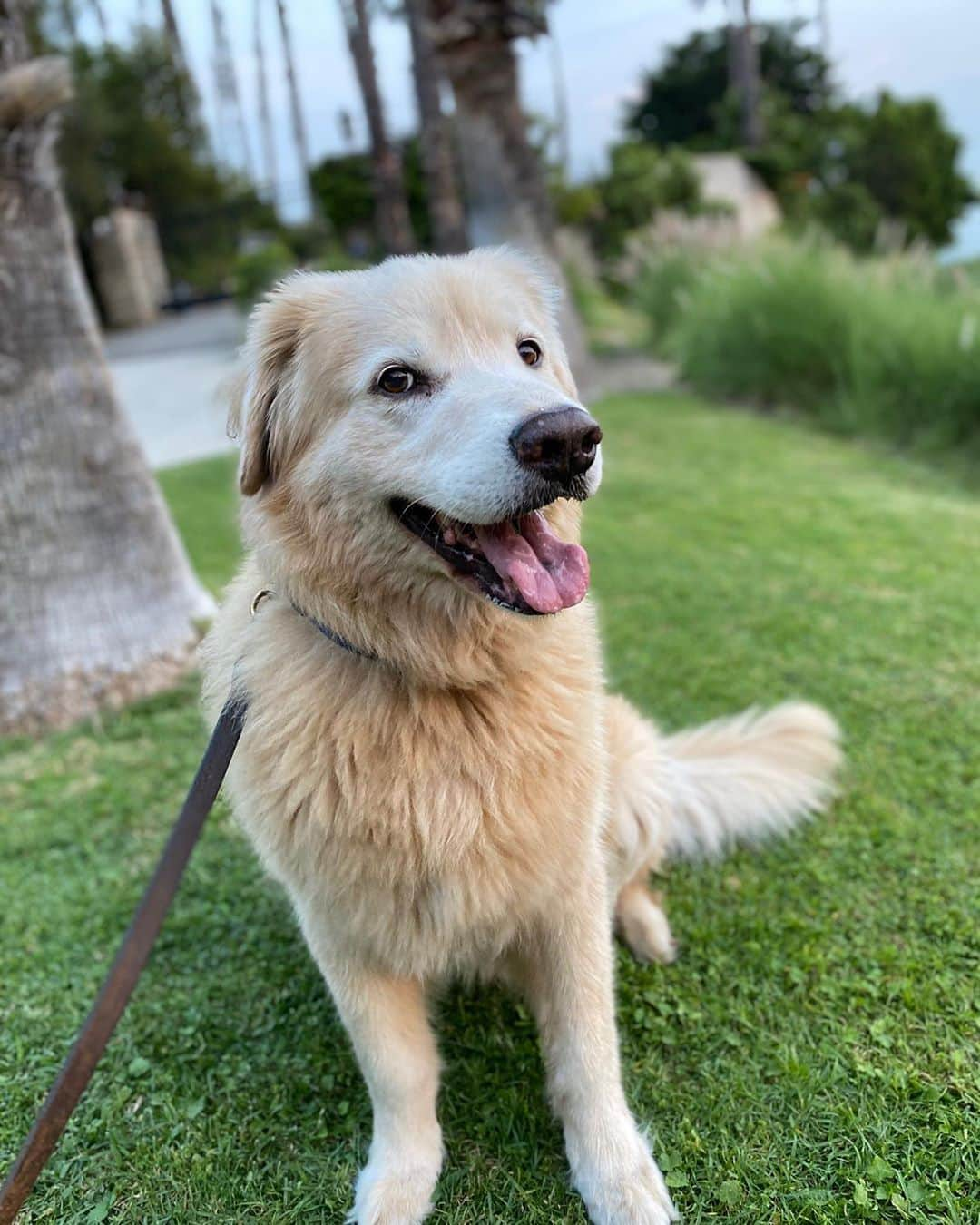 アナベス・ギッシュさんのインスタグラム写真 - (アナベス・ギッシュInstagram)「#Brody #nationaldogday ❤️❤️❤️ The space this one occupies in our family’s life and in our hearts is immense. What a beautiful companion he is to us. Thank you @scgrr for bringing him into our lives over 10 years ago.」8月27日 1時15分 - annabeth_gish