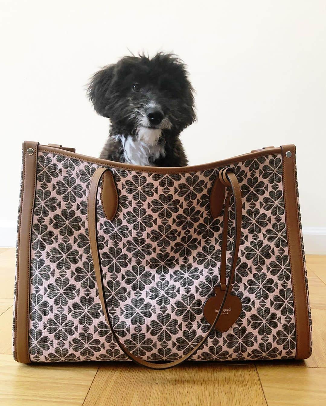 ケイト・スペードさんのインスタグラム写真 - (ケイト・スペードInstagram)「🐶🐾 swipe through for some very important dog content. #internationaldogday」8月27日 1時07分 - katespadeny