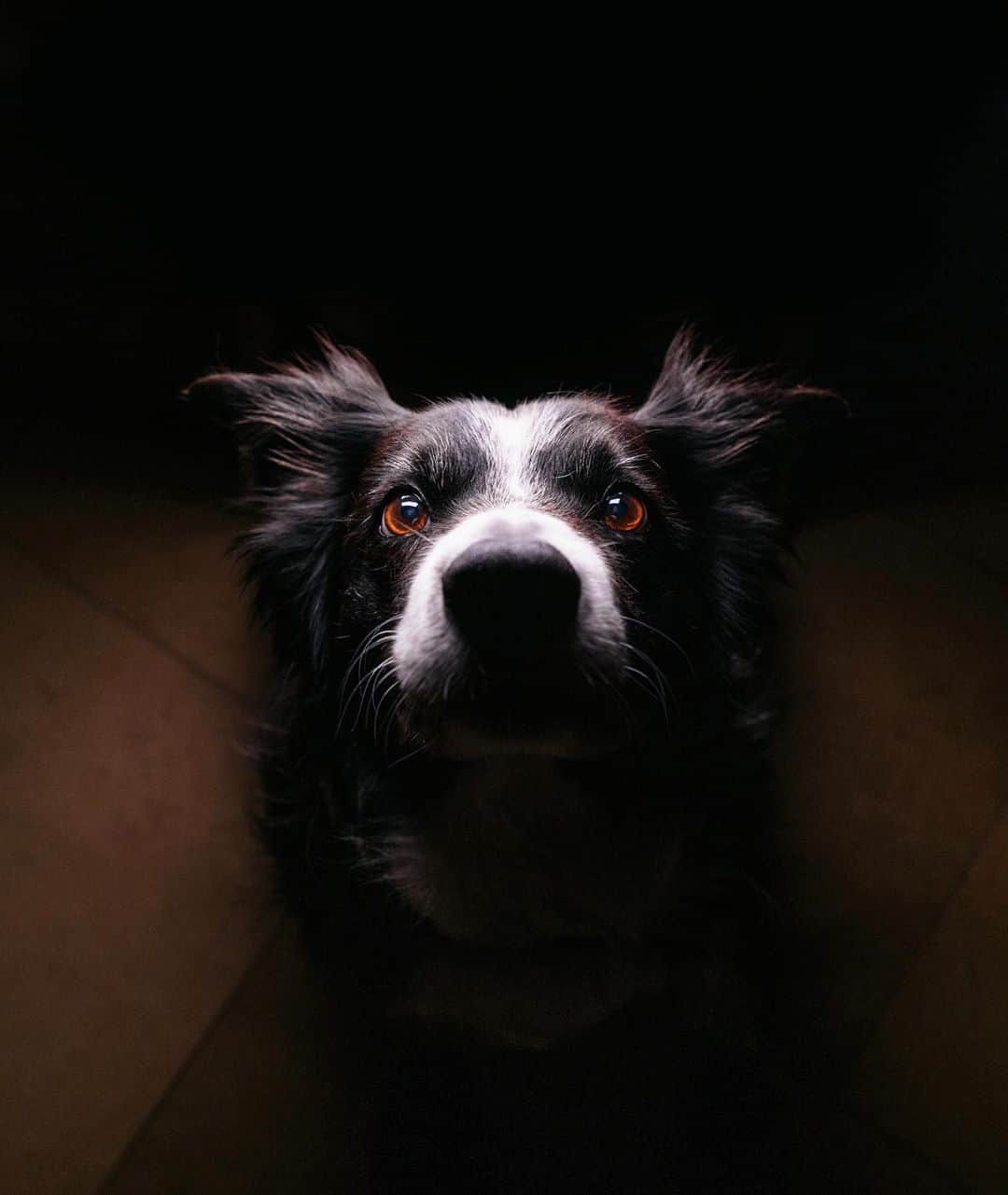 Andrew Knappのインスタグラム：「This dog is an absolute work of art. It’s like he has a gift for me that he’s been trying to show me how to use since I met him. Through my worst and my best he’s been there, as he continues to be here. He’s a slow and steady force, a constant beacon of stillness, a good boy. It’s really not what I expected from one of the most active breeds, and maybe therein lies the message. Maybe I’m reading too much into it – he’s definitely a dog.  I haven’t been posting to @momosface as much because he hasn’t been feeling like sitting for the photos. His joints don’t always let him sit comfortably. He has his good days however, aquatherapy gives him occasional puppy energy. I only ever photograph him as much as he lets me, and I’m grateful every time he does.  Happy Dog Day, what’s your dog teaching you these days? #bemorelikeyourdogday」