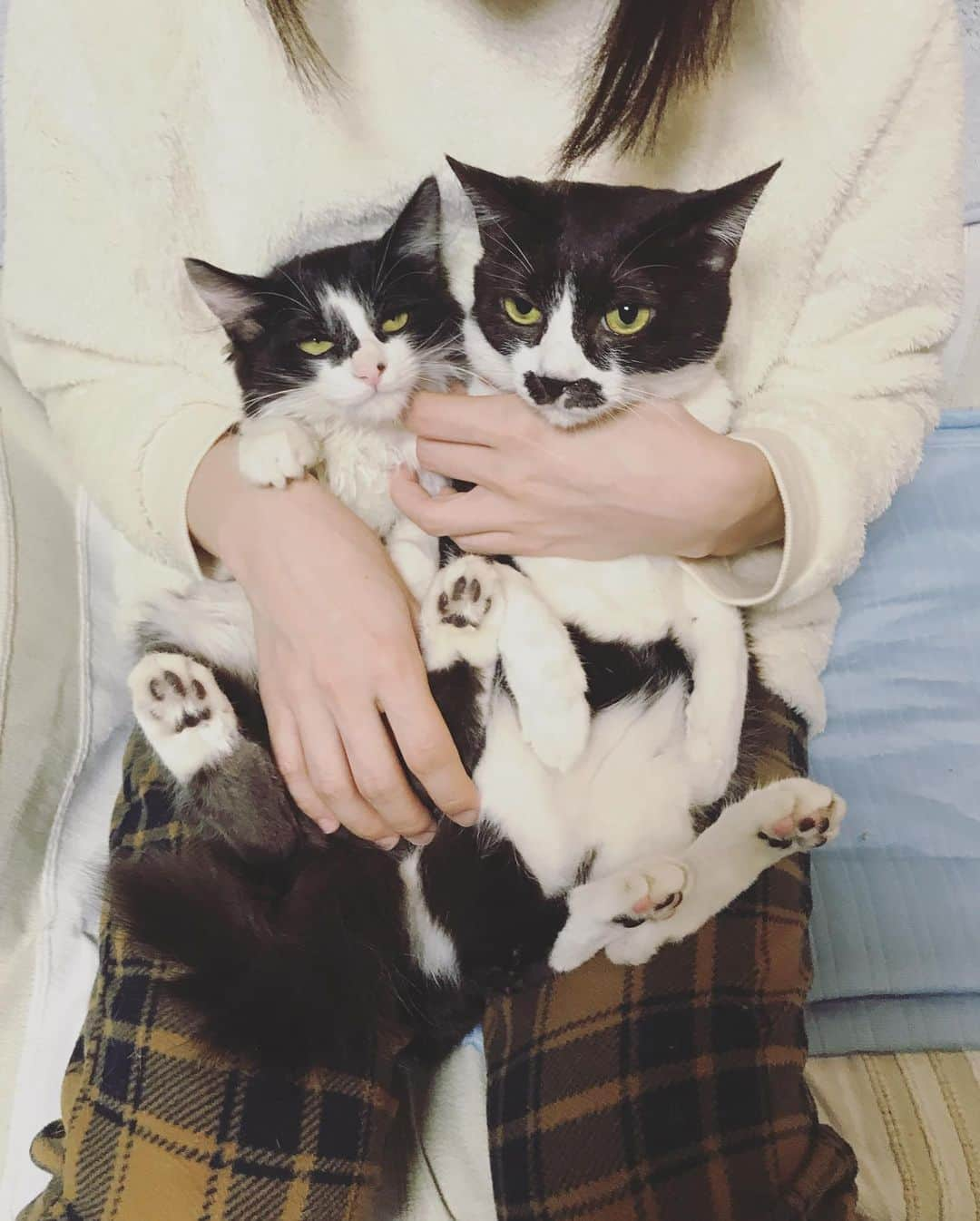 もじゃころさんのインスタグラム写真 - (もじゃころInstagram)「今日の #バングシー 🐶🐱 3枚目以降は過去のバングシー 🐶🐱 比較してお楽しみください🐶🐱  #チョッチュ具志コロペッペ  #坂東玉隠しシャシャ丸  #あいちゃんの膝の上  #水曜日の悪夢」8月26日 16時25分 - mojyacoro96