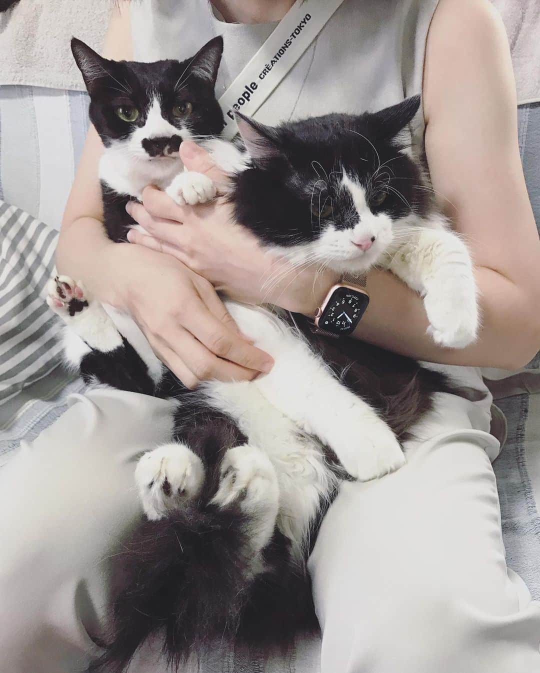 もじゃころのインスタグラム：「今日の #バングシー 🐶🐱 3枚目以降は過去のバングシー 🐶🐱 比較してお楽しみください🐶🐱  #チョッチュ具志コロペッペ  #坂東玉隠しシャシャ丸  #あいちゃんの膝の上  #水曜日の悪夢」