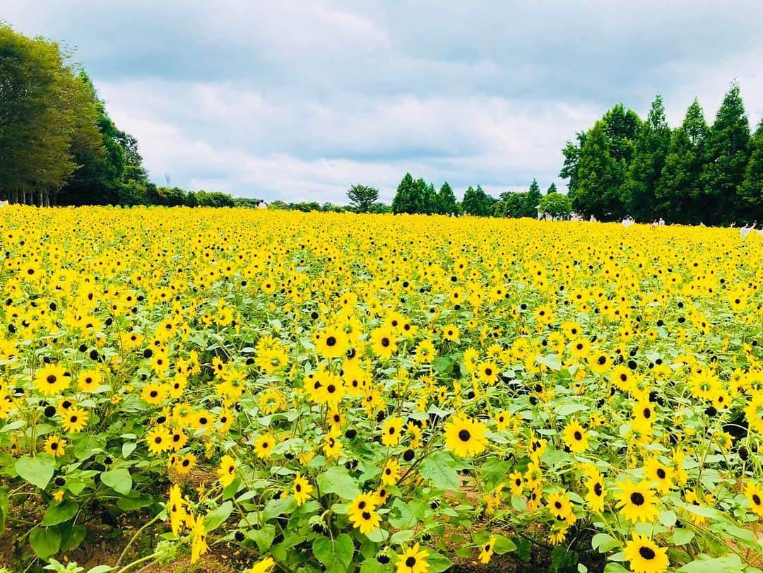 段原瑠々さんのインスタグラム写真 - (段原瑠々Instagram)「ひまわり🌻  お花畑に行きたい〜 お母さんが綺麗なひまわり畑の写真送ってくれました☺️ おすそわけ(^^)  オレンジや赤いひまわりもあるんじゃね〜🌻🧡❤️  #juicejuice #段原瑠々 #お花畑 #ひまわり #八重咲きのひまわり #綺麗」8月26日 16時34分 - ruru_dambara.official