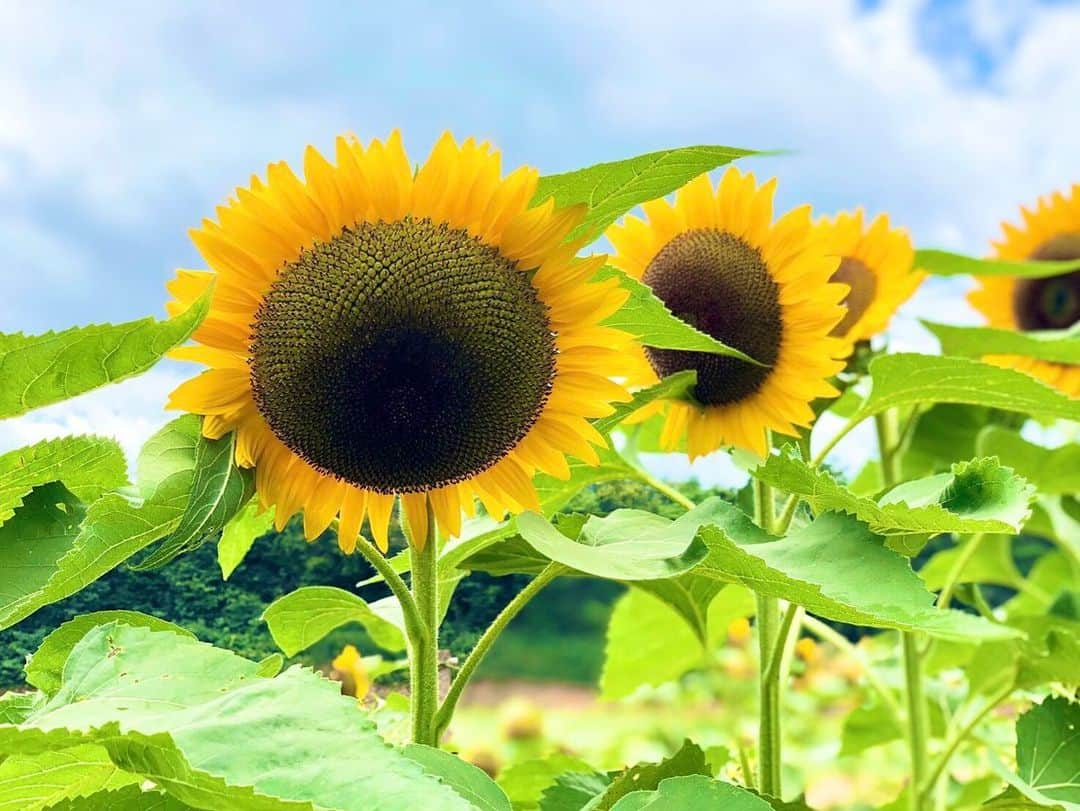 段原瑠々さんのインスタグラム写真 - (段原瑠々Instagram)「ひまわり🌻  お花畑に行きたい〜 お母さんが綺麗なひまわり畑の写真送ってくれました☺️ おすそわけ(^^)  オレンジや赤いひまわりもあるんじゃね〜🌻🧡❤️  #juicejuice #段原瑠々 #お花畑 #ひまわり #八重咲きのひまわり #綺麗」8月26日 16時34分 - ruru_dambara.official