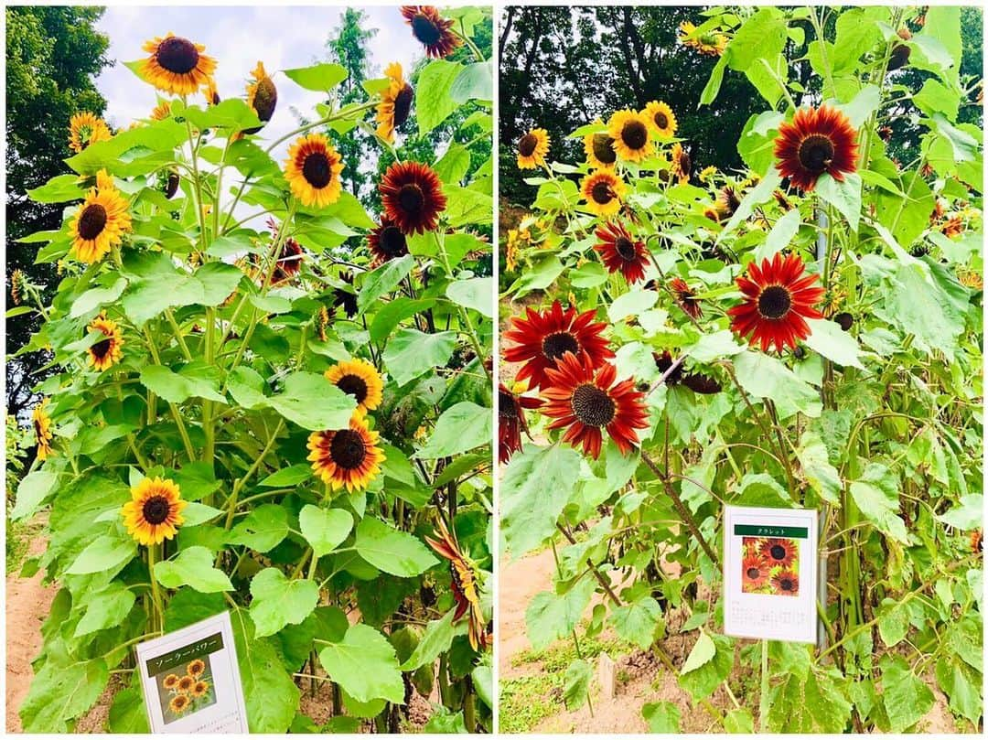 段原瑠々さんのインスタグラム写真 - (段原瑠々Instagram)「ひまわり🌻  お花畑に行きたい〜 お母さんが綺麗なひまわり畑の写真送ってくれました☺️ おすそわけ(^^)  オレンジや赤いひまわりもあるんじゃね〜🌻🧡❤️  #juicejuice #段原瑠々 #お花畑 #ひまわり #八重咲きのひまわり #綺麗」8月26日 16時34分 - ruru_dambara.official