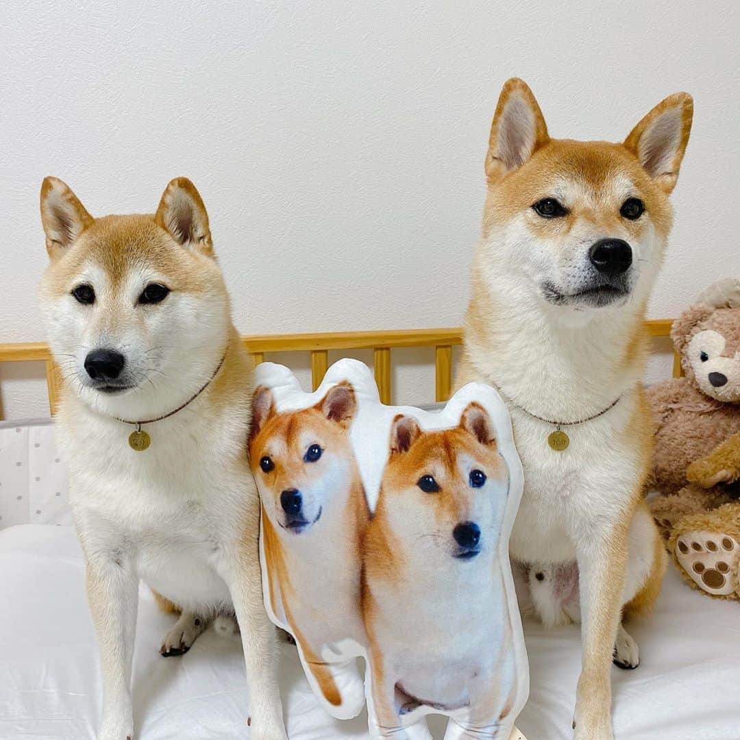 柴犬Mamesuke・Korosuke??大阪さんのインスタグラム写真 - (柴犬Mamesuke・Korosuke??大阪Instagram)「🐱🐻 🐾----*----*----*----*🐾 僕たちの分身ができたよ✨ 好きな写真をクッションにできるんだって💓 ママはこれを抱いてこれから毎日寝るんだってー😆 @aisdelu.japan チェックしてみてね✨ ・ 10%OFFになるクーポンコードもあるので是非😘 ・ クーポンコード 【ig10off】 ・ #Aisdelu #aisdeluクッション #うちのこクッション #思い出クッション #プレゼント #メモリアル #写真好きな人と繋がりたい #ペット #愛犬グッズ #オーダーメイド #うちの子記念日 #うちの子グッズ #オリジナルグッズ #犬 #猫 #うさぎ #インコ #虹の橋 #プードル #チワワ #いぬすたぐらむ #愛犬との暮らし #アイシテル #愛してる #ペットクッション #オリジナルクッション #ペットオーダークッション #うちの子グッズ 🐾----*----*----*----*🐾 #MameKoro #豆コロ」8月26日 17時03分 - mame_suke_i