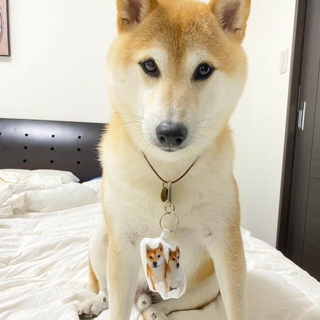 柴犬Mamesuke・Korosuke??大阪さんのインスタグラム写真 - (柴犬Mamesuke・Korosuke??大阪Instagram)「🐱🐻 🐾----*----*----*----*🐾 僕たちの分身ができたよ✨ 好きな写真をクッションにできるんだって💓 ママはこれを抱いてこれから毎日寝るんだってー😆 @aisdelu.japan チェックしてみてね✨ ・ 10%OFFになるクーポンコードもあるので是非😘 ・ クーポンコード 【ig10off】 ・ #Aisdelu #aisdeluクッション #うちのこクッション #思い出クッション #プレゼント #メモリアル #写真好きな人と繋がりたい #ペット #愛犬グッズ #オーダーメイド #うちの子記念日 #うちの子グッズ #オリジナルグッズ #犬 #猫 #うさぎ #インコ #虹の橋 #プードル #チワワ #いぬすたぐらむ #愛犬との暮らし #アイシテル #愛してる #ペットクッション #オリジナルクッション #ペットオーダークッション #うちの子グッズ 🐾----*----*----*----*🐾 #MameKoro #豆コロ」8月26日 17時03分 - mame_suke_i